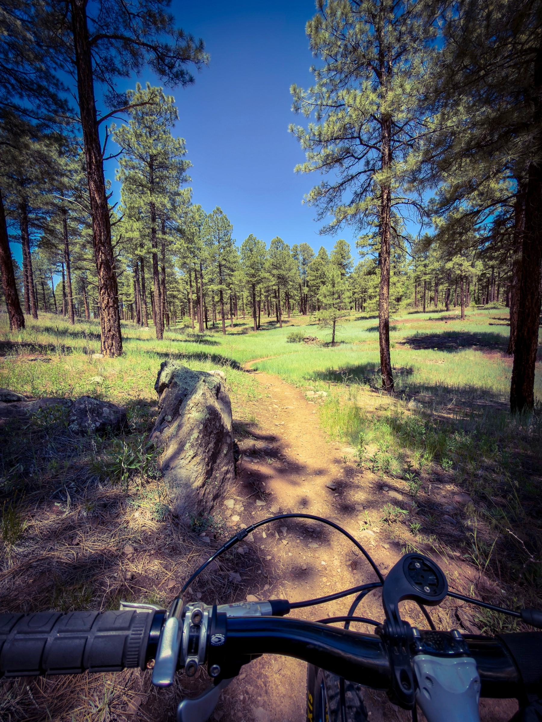 Auto-generated description: A mountain biking trail winds through a scenic forest of tall pine trees under a clear blue sky.