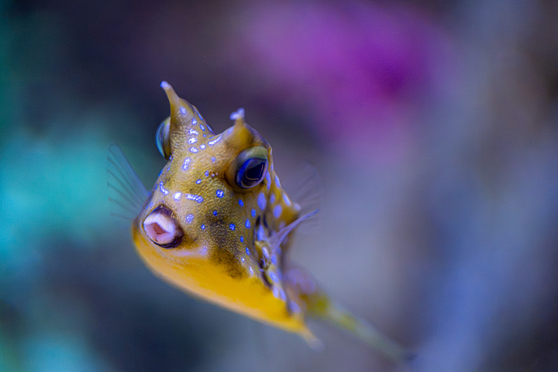 Auto-generated description: A small yellow and brown fish with blue spots is swimming in a blurred underwater environment.