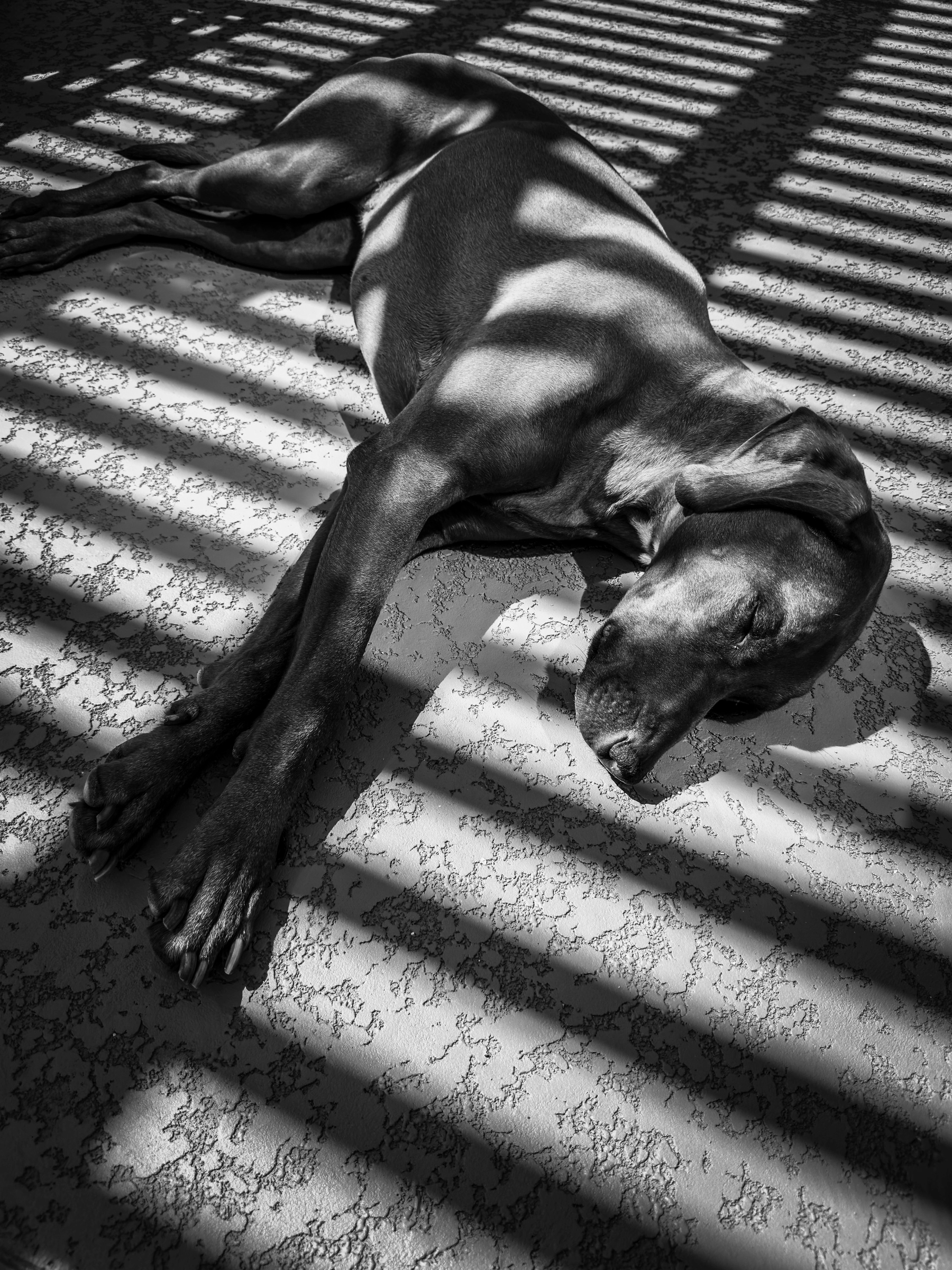 Auto-generated description: A dog is peacefully lying on the floor, dappled with striped shadows from blinds.