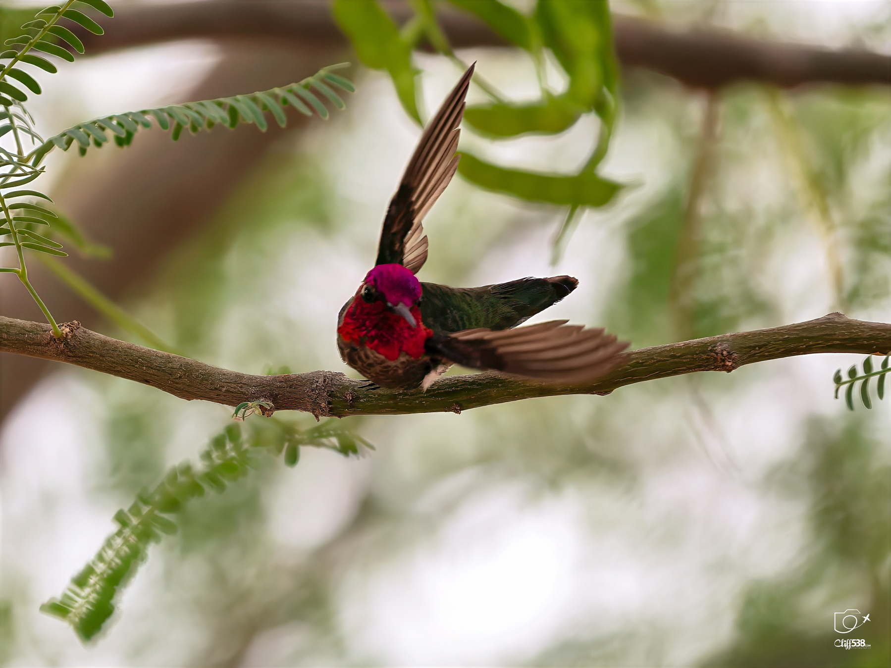 Auto-generated description: A colorful hummingbird with vibrant red and pink plumage perches on a branch with its wings partially open, set against a soft, blurred background of greenery.