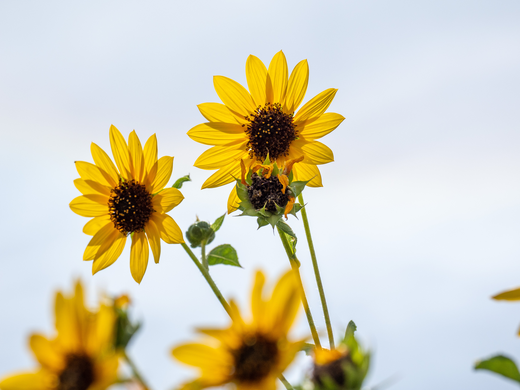 Auto-generated description: Bright yellow sunflowers with dark centers are facing upwards against a light blue sky.