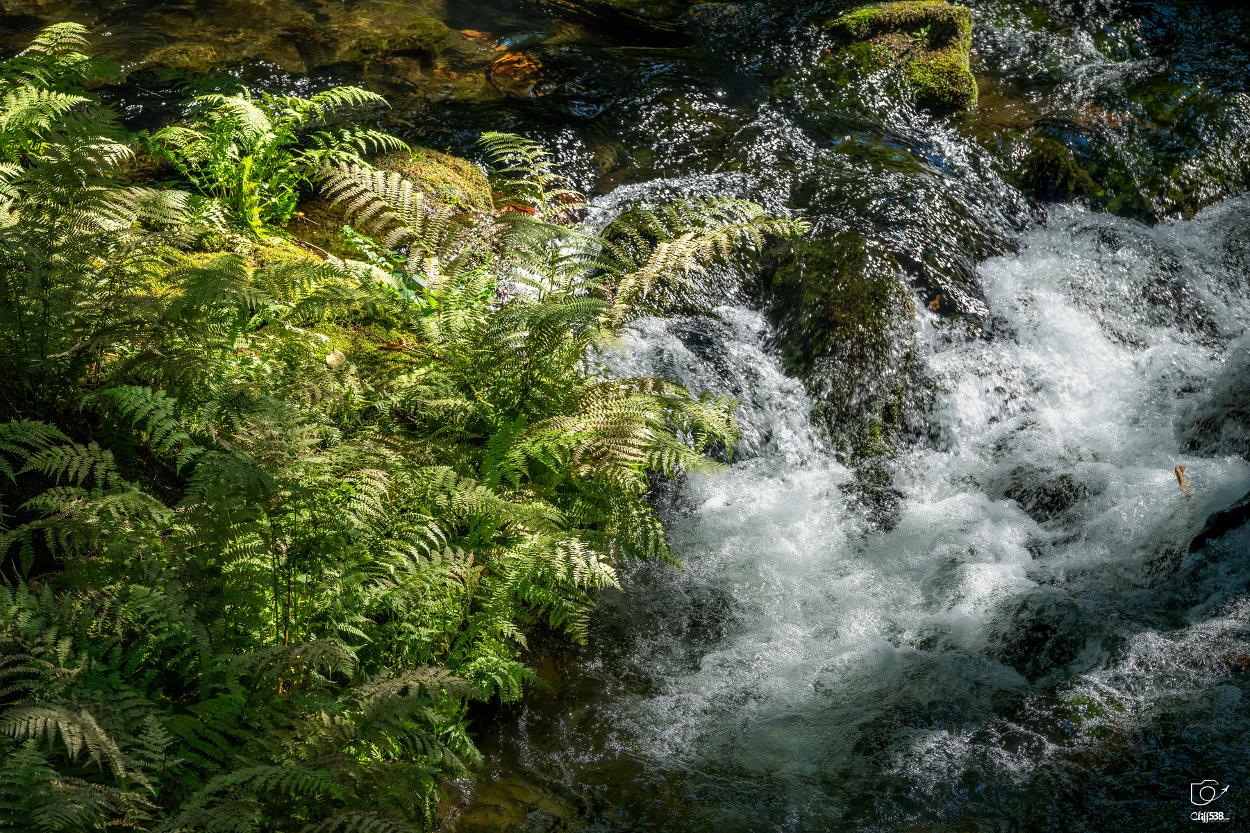 Auto-generated description: Lush green ferns grow beside a flowing stream with clear, bubbling water running over moss-covered rocks.