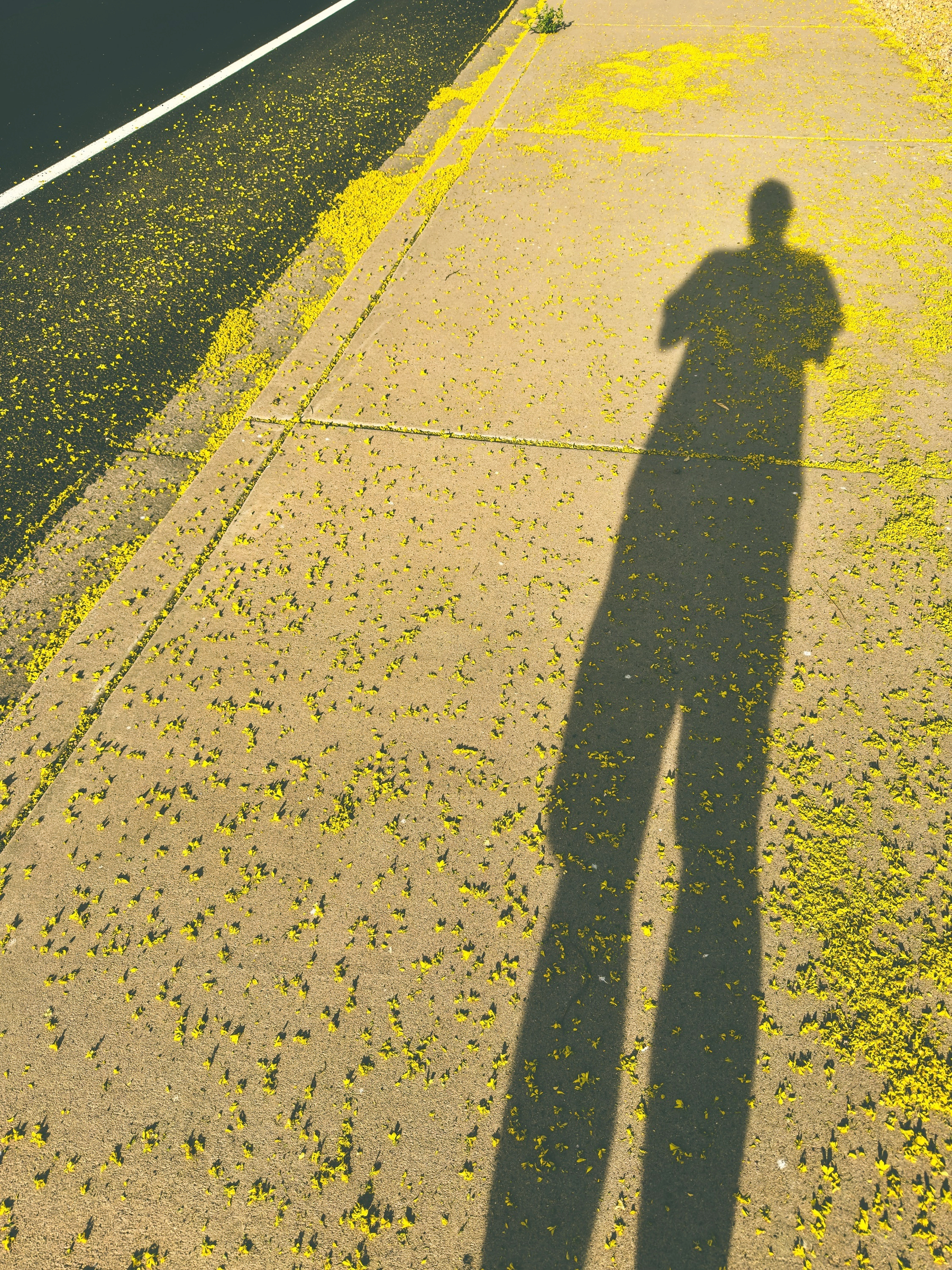 Auto-generated description: A person's shadow is cast on a yellow-tinged sidewalk beside a road.