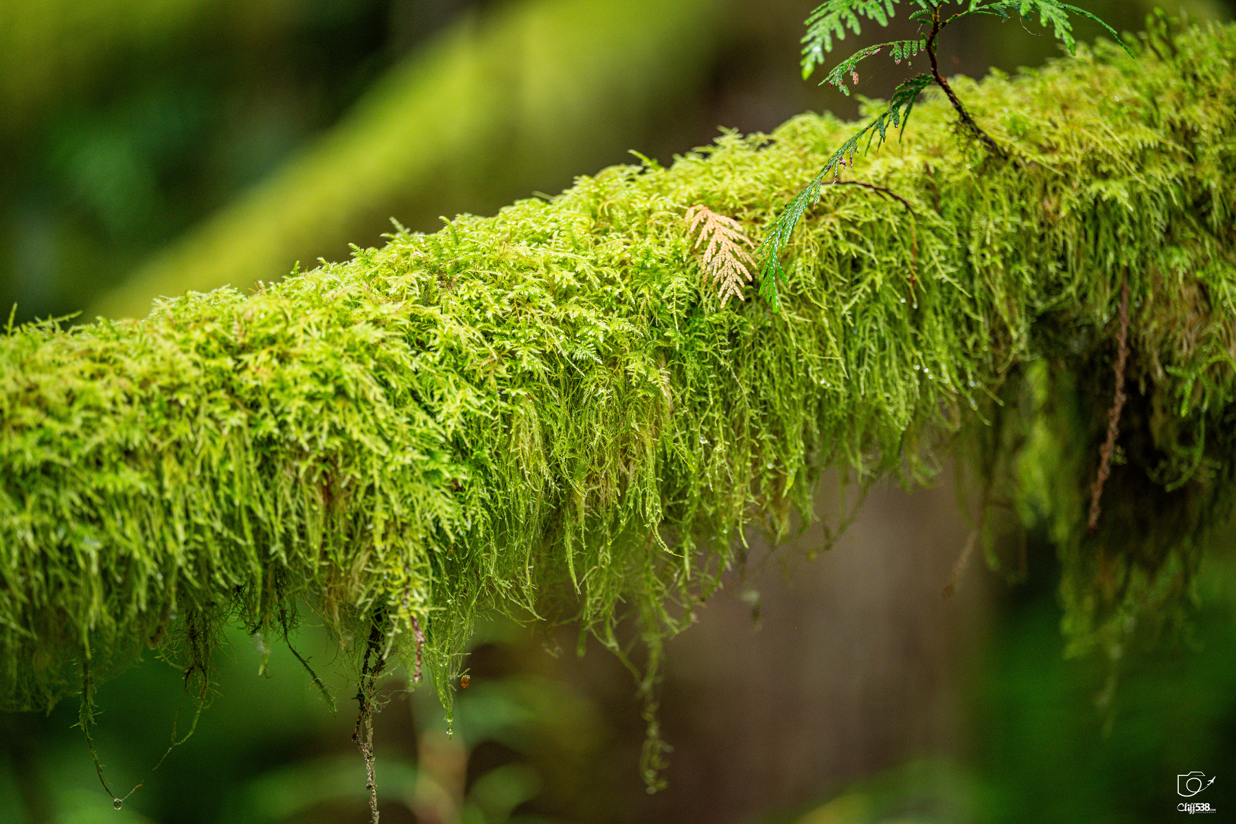 Auto-generated description: A close-up of a tree branch covered in lush green moss with a small fern leaf resting on it.