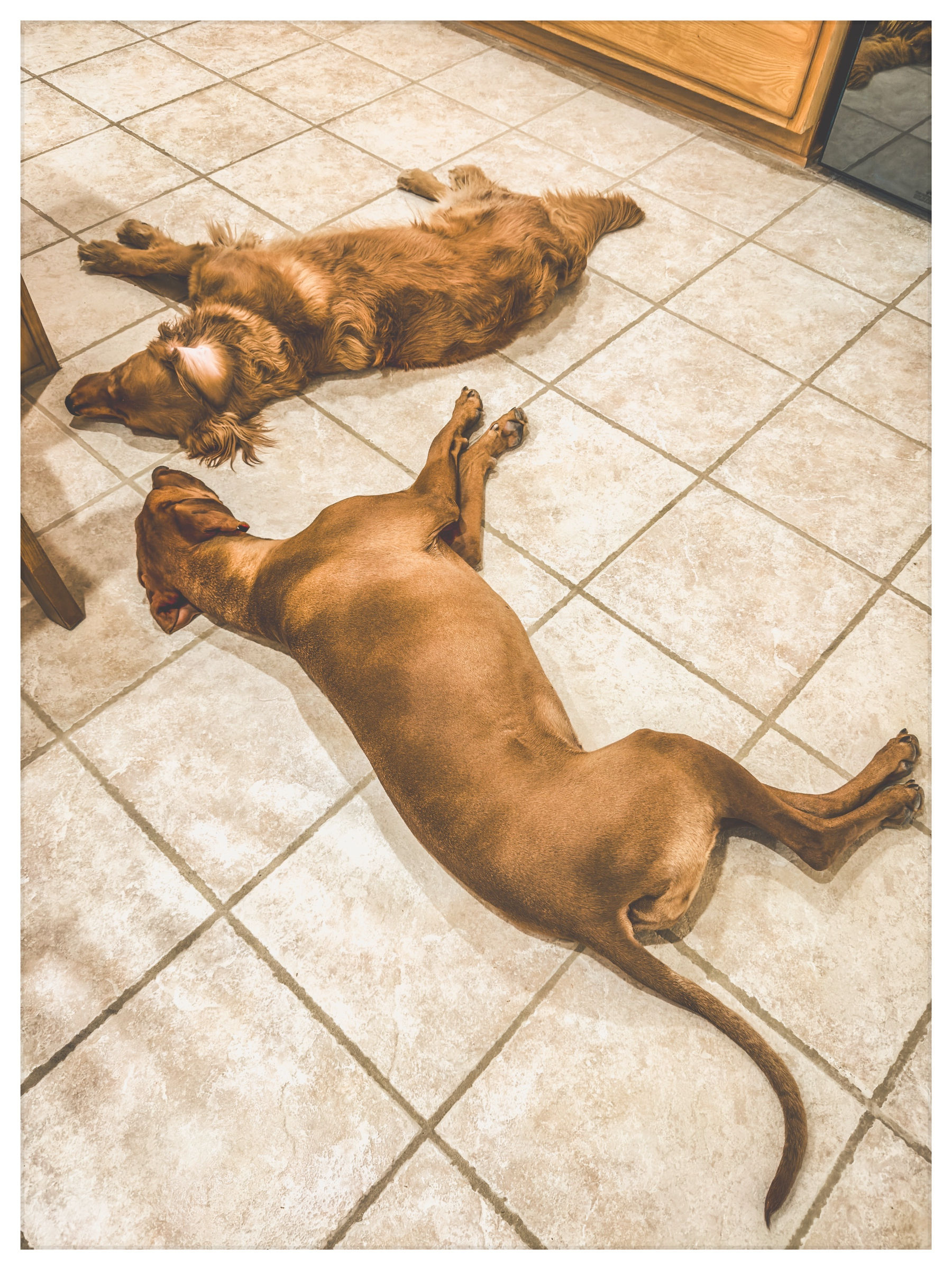 Auto-generated description: Two dogs are lying on a tiled floor, appearing to rest comfortably.