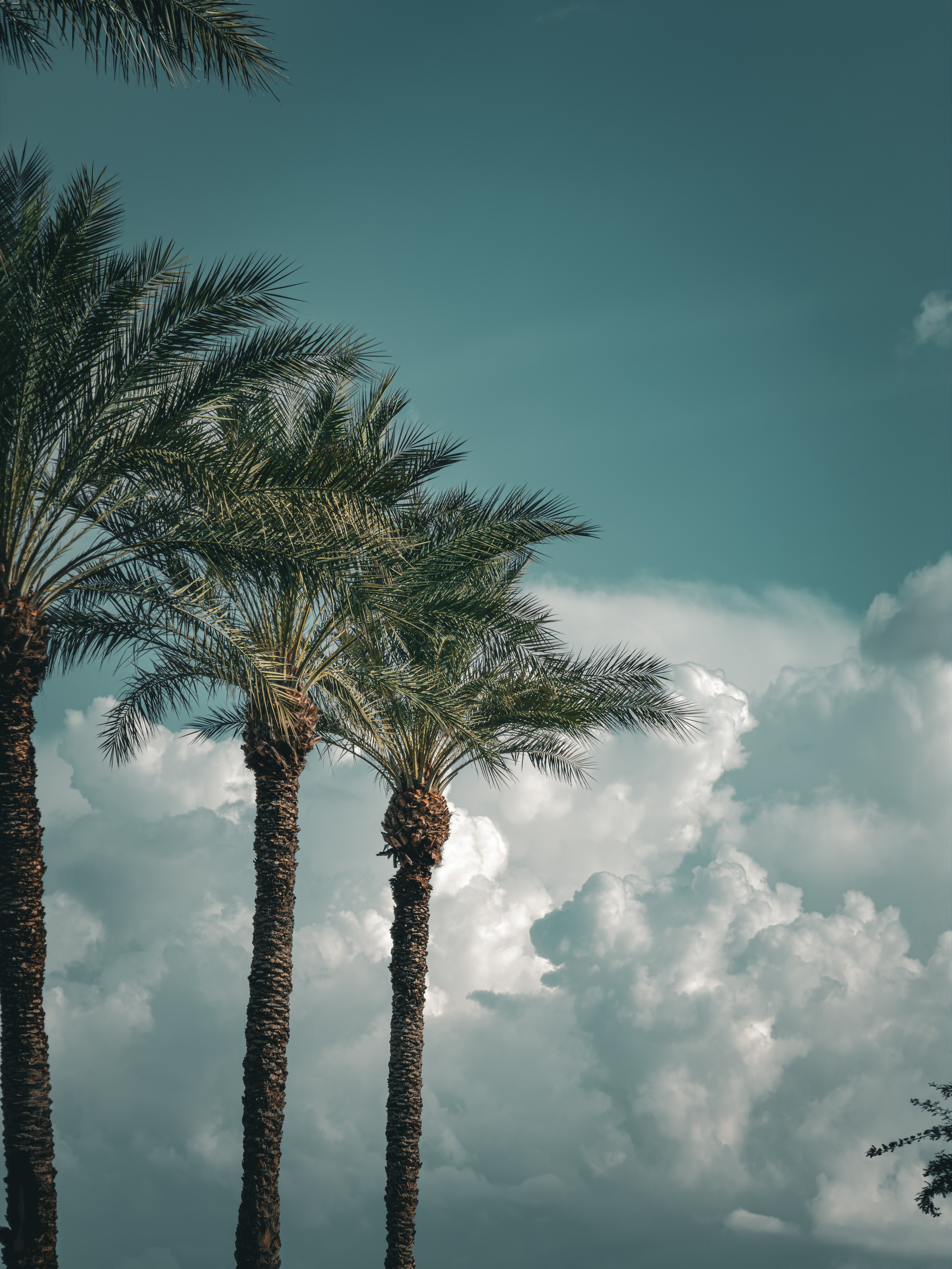 Auto-generated description: Tall palm trees stand against a backdrop of a partly cloudy sky with a teal hue.