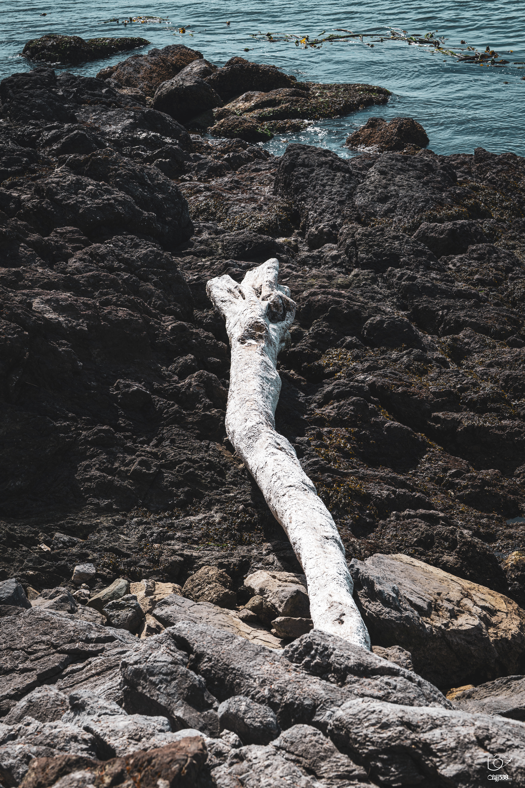 Auto-generated description: A large weathered driftwood log lies stretched across dark rocky shores with the ocean and seaweed visible in the background.