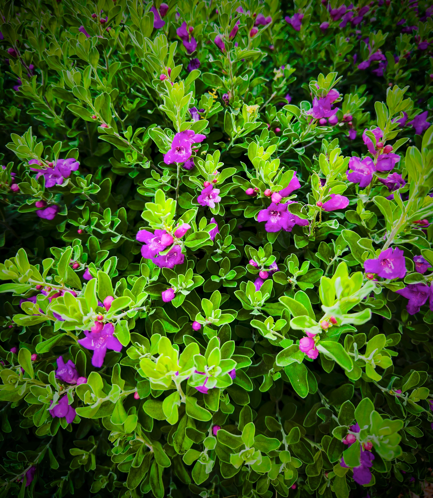 Auto-generated description: Vibrant purple flowers are scattered among lush green leaves.