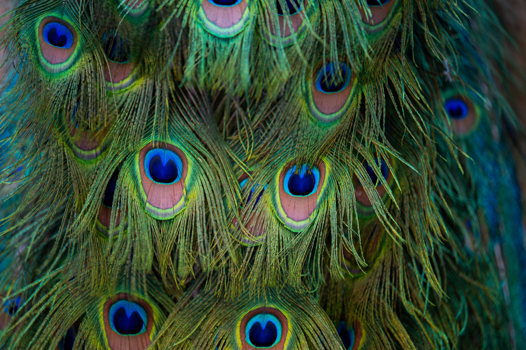 Auto-generated description: Numerous vibrant peacock feathers with distinctive eye-like patterns are densely layered together.