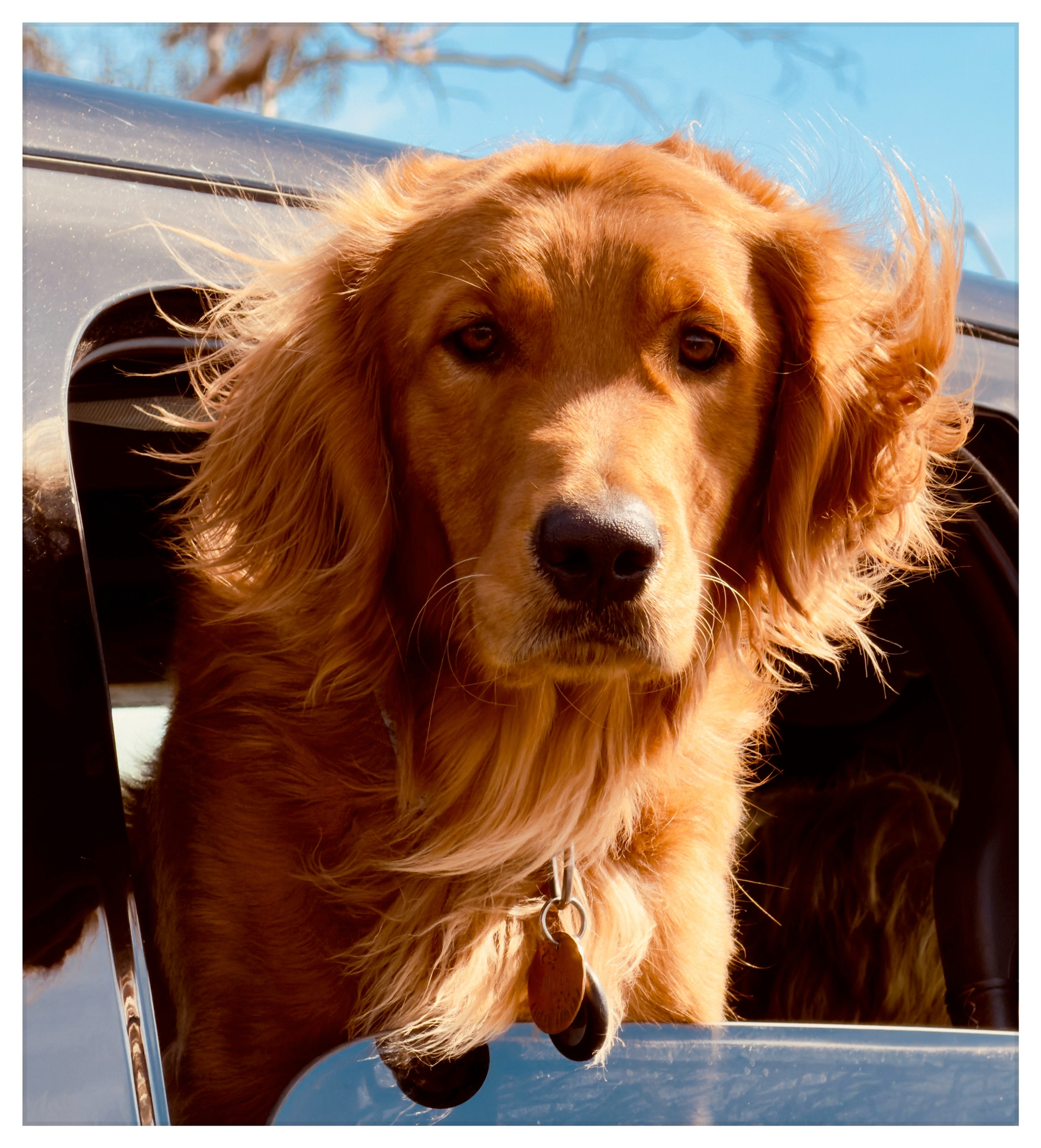 Auto-generated description: A golden retriever is looking out of a car window with its ears flapping in the wind.