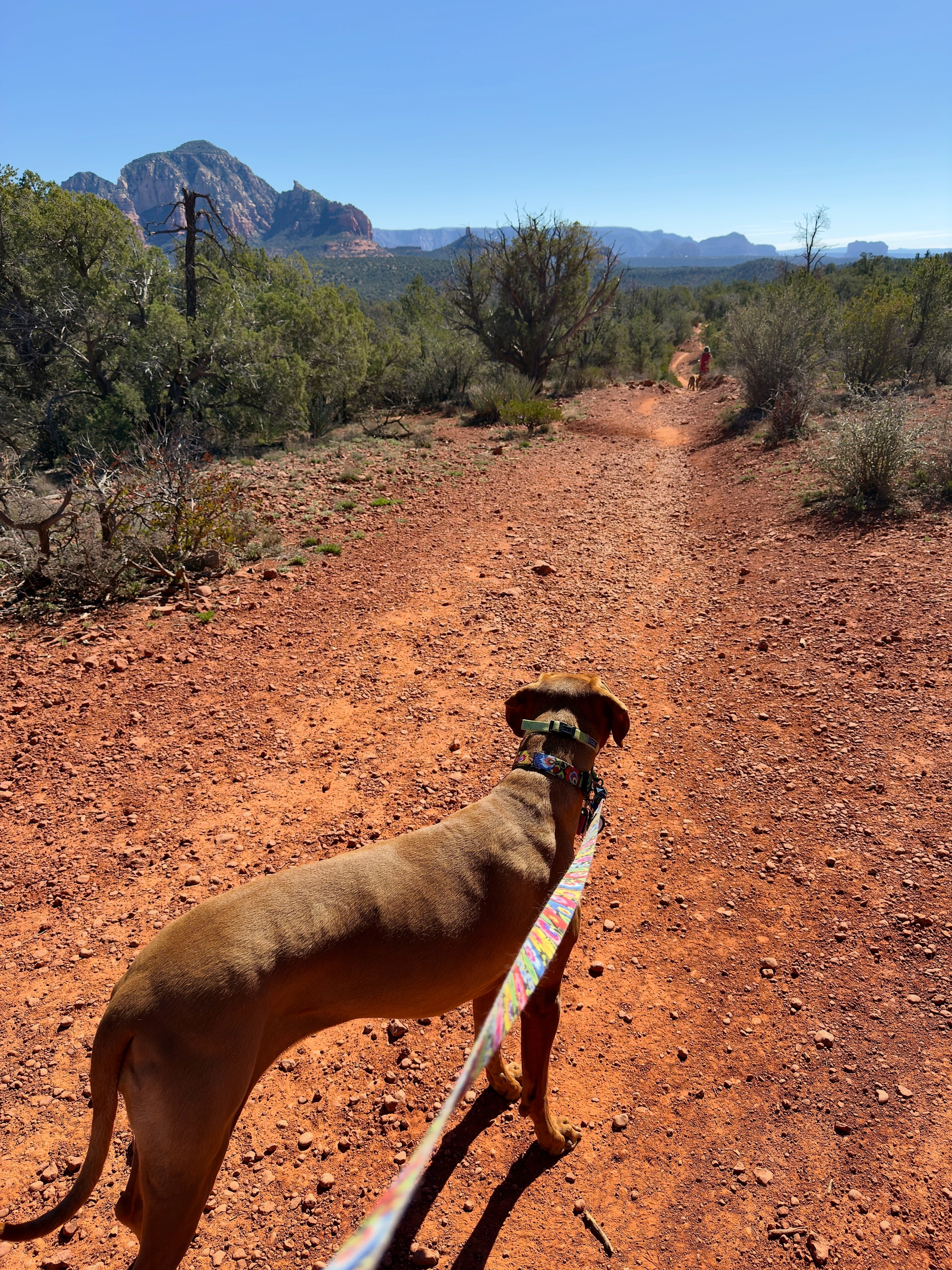 Auto-generated description: A dog on a leash stands on a red dirt trail surrounded by desert vegetation and distant mountains.
