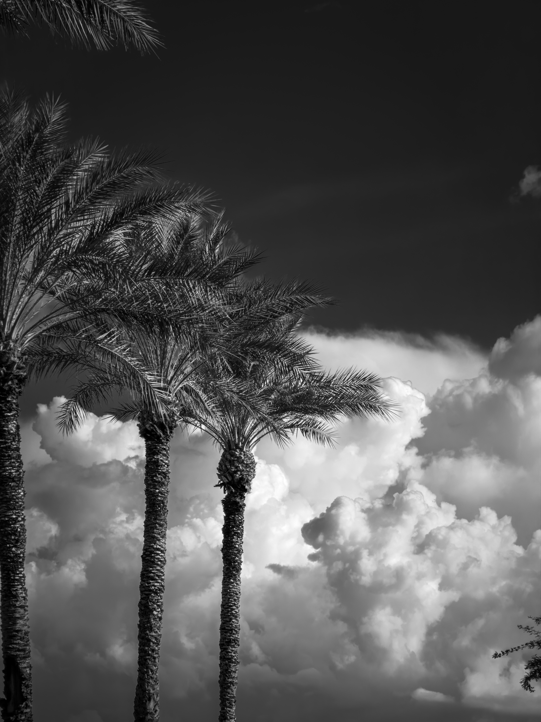 Auto-generated description: Tall palm trees stand against a backdrop of dramatic, fluffy clouds in a monochrome sky.