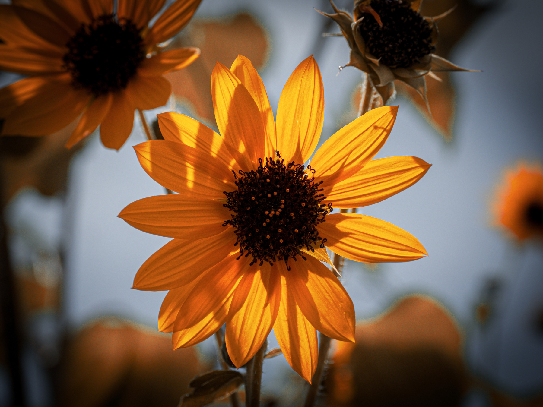 Auto-generated description: A close-up of a vibrant orange sunflower is illuminated by sunlight against a blurred background.