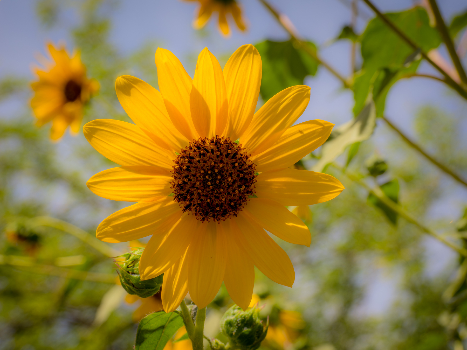 Auto-generated description: A vibrant yellow sunflower with a brown center stands against a backdrop of green leaves and a clear blue sky.