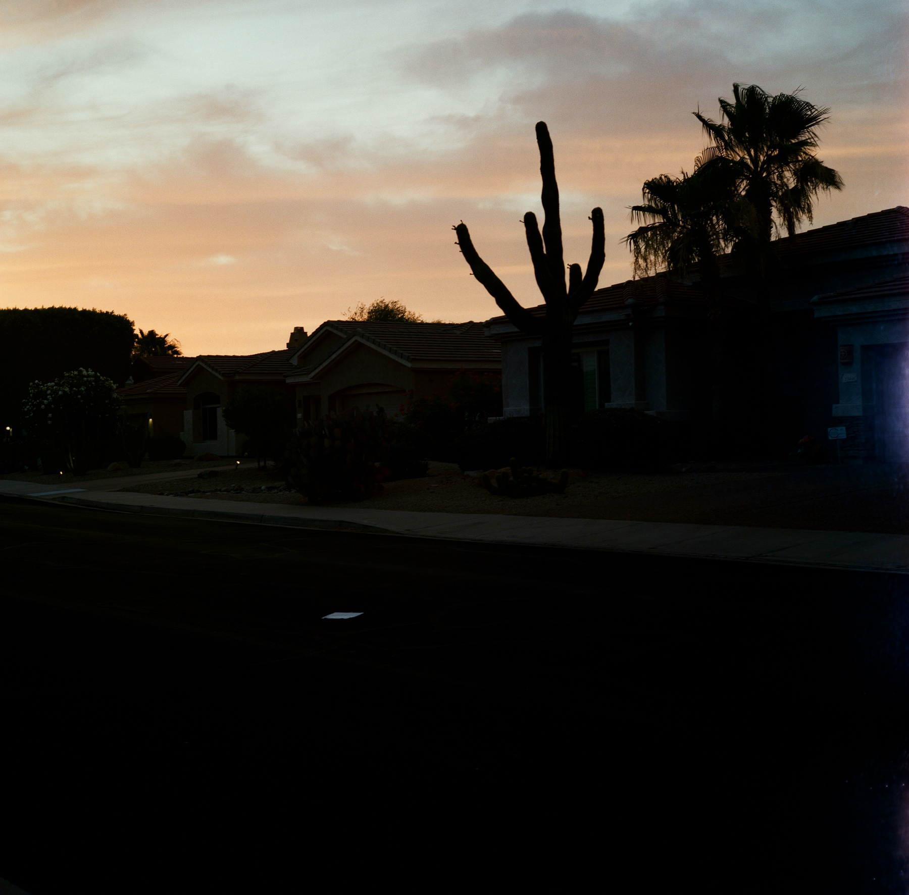 Auto-generated description: A suburban street at dusk is silhouetted against a colorful sky with a tall cactus and a palm tree visible in the foreground.