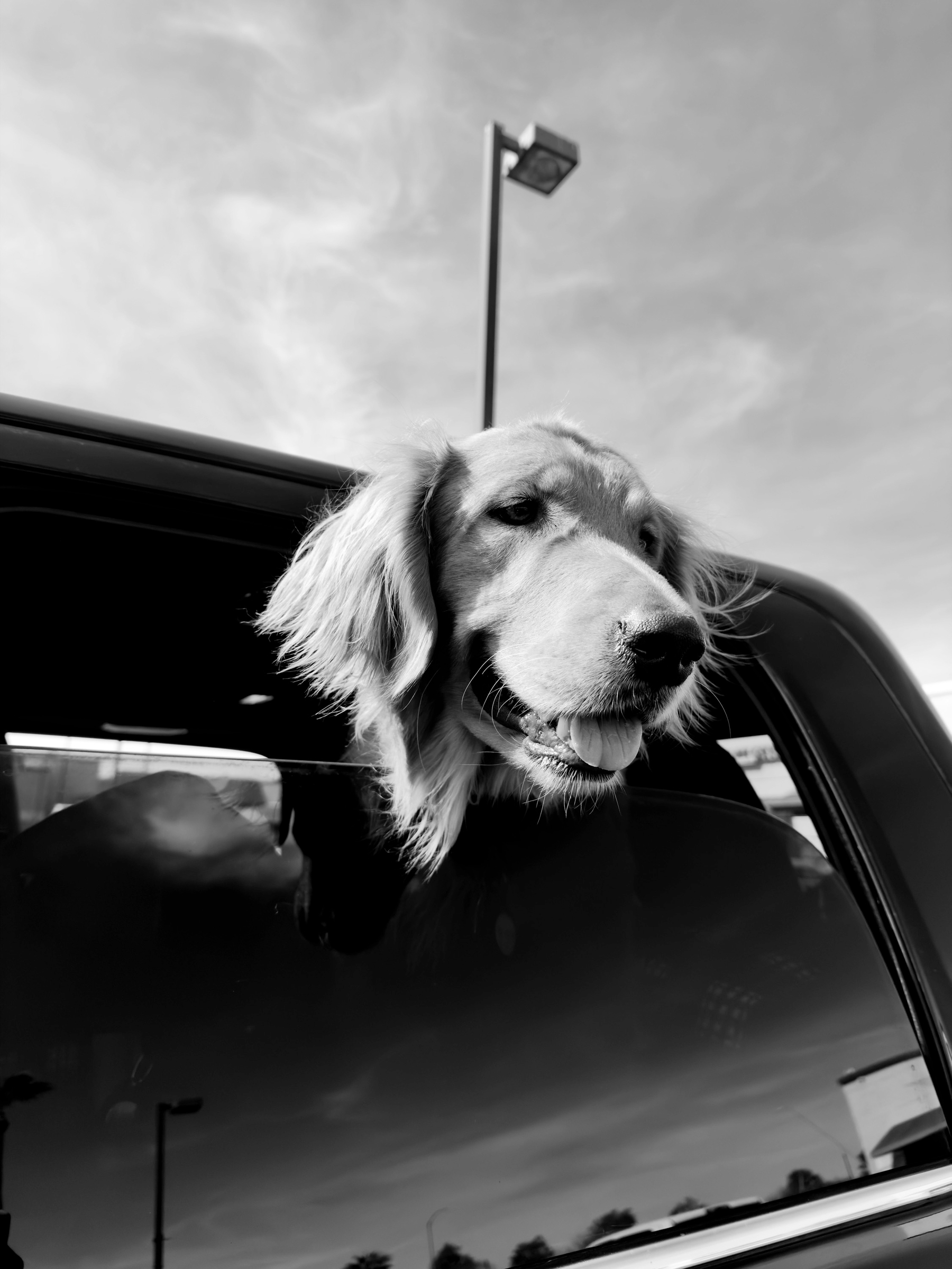 A dog is poking its head out of a car window.