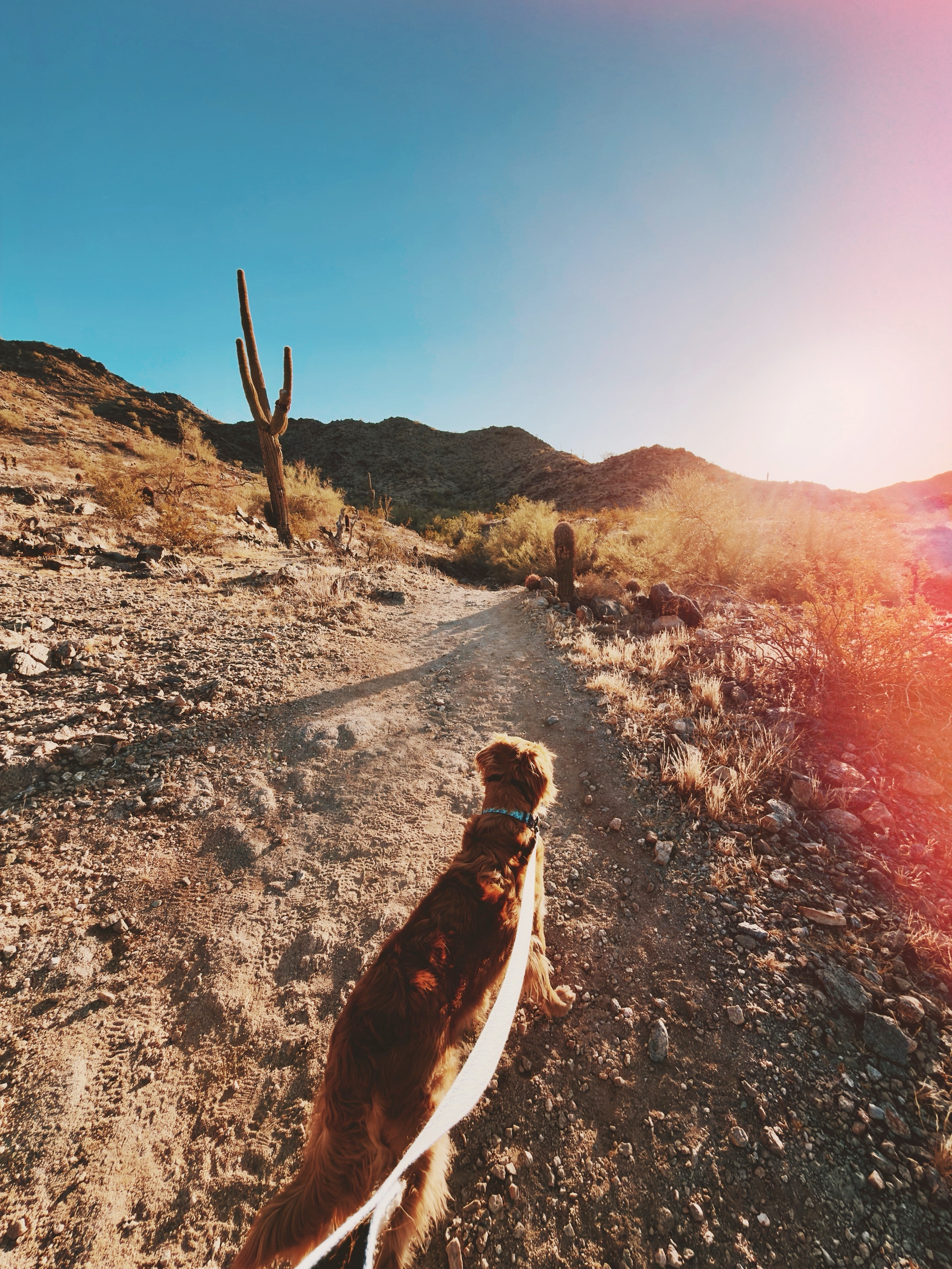 Auto-generated description: A dog on a leash walks along a rocky desert trail with cacti and hills in the background during a sunset.