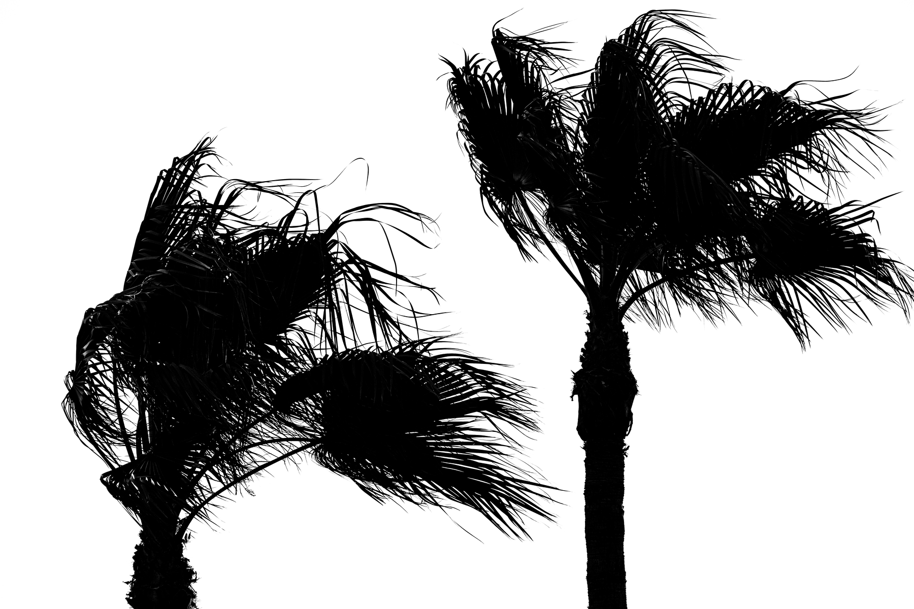 Auto-generated description: Two palm trees with their fronds blowing strongly in the wind are shown in silhouette against a white background.