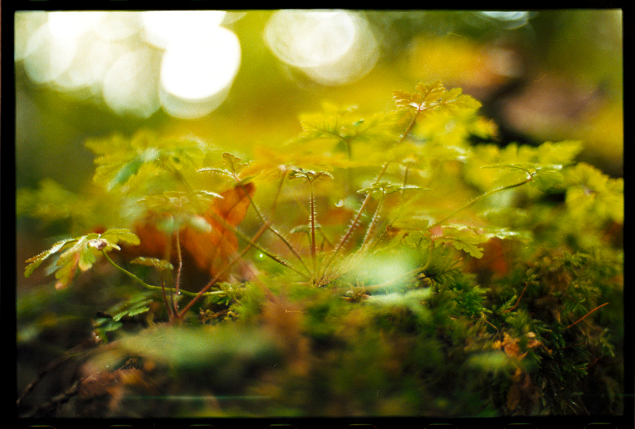Auto-generated description: Young green plants are growing on a moss-covered surface with soft, warm sunlight filtering through in the background.