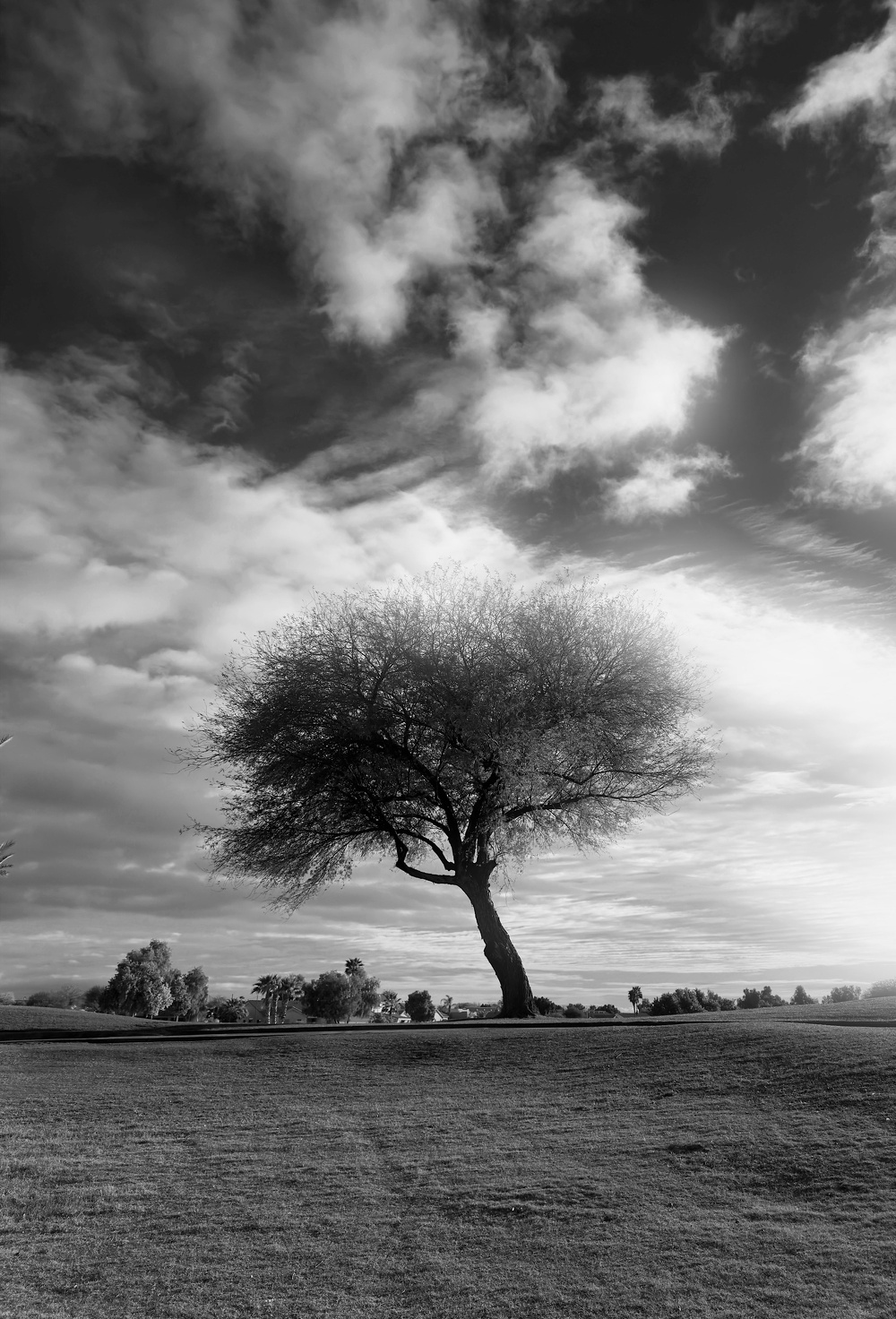 Auto-generated description: A solitary tree stands on a grassy field under a dramatic, cloud-filled sky.