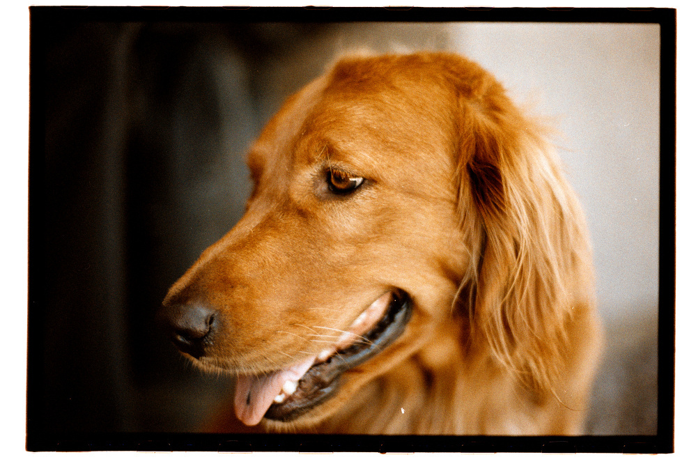 A golden retriever is shown in a close-up profile with its tongue slightly out and a calm expression.