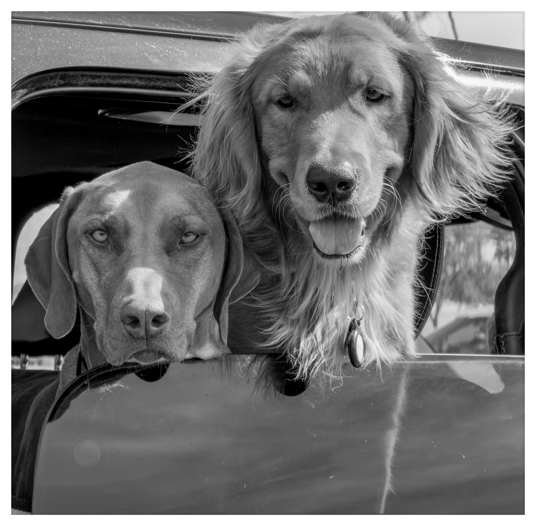 Two dogs, one with short fur and the other with long fur, are peering out of a car window together.