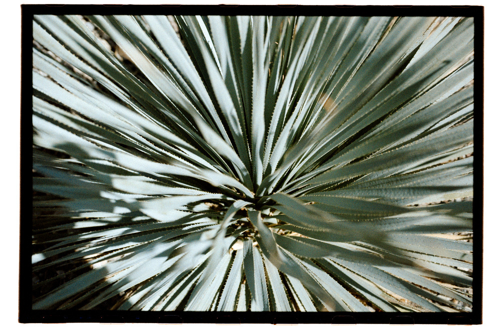 A close-up view of spiky, radiating green leaves of a plant.