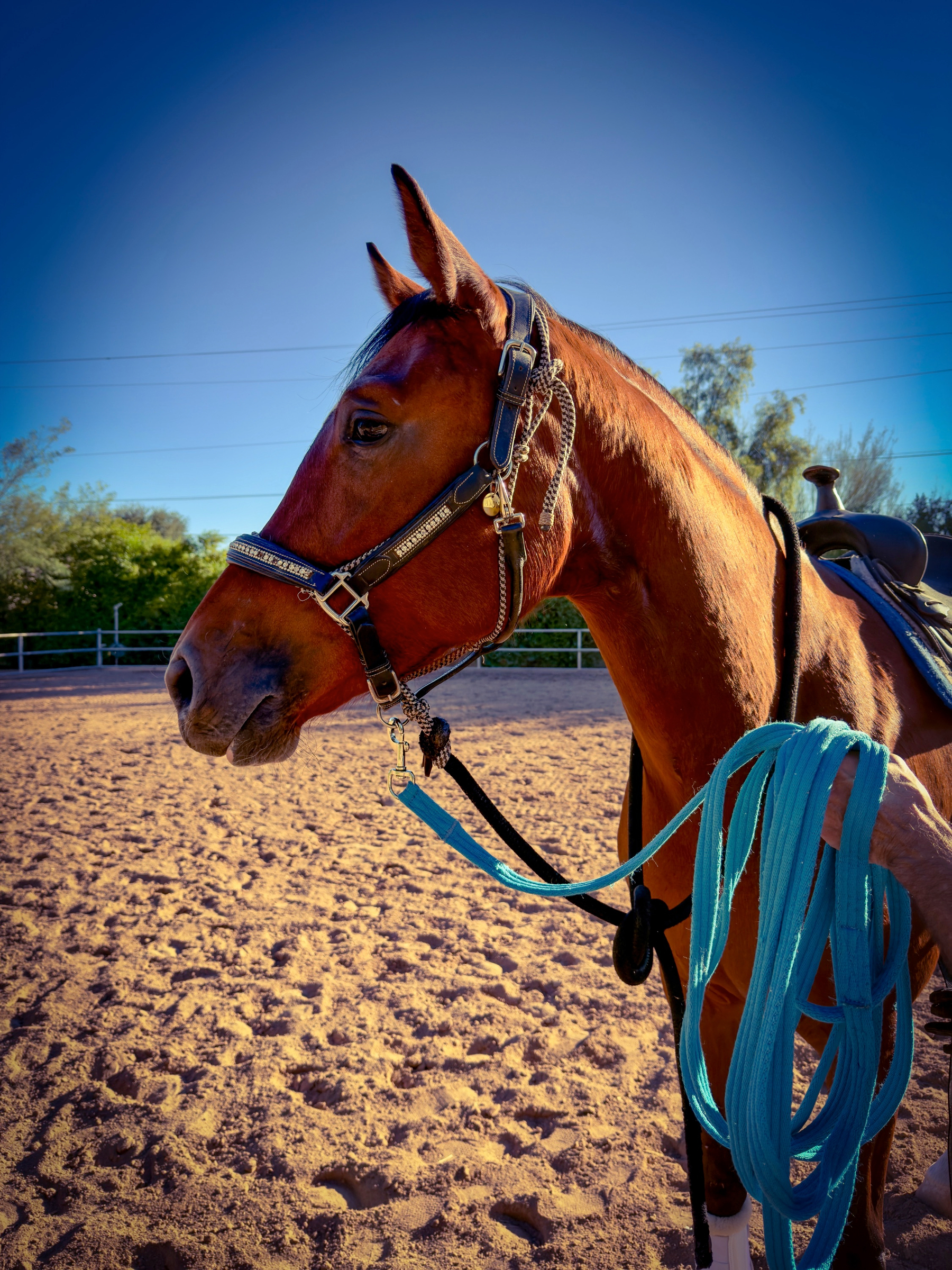A brown horse with a bridle and saddle is standing in a sandy paddock, holding a blue rope in its mouth.