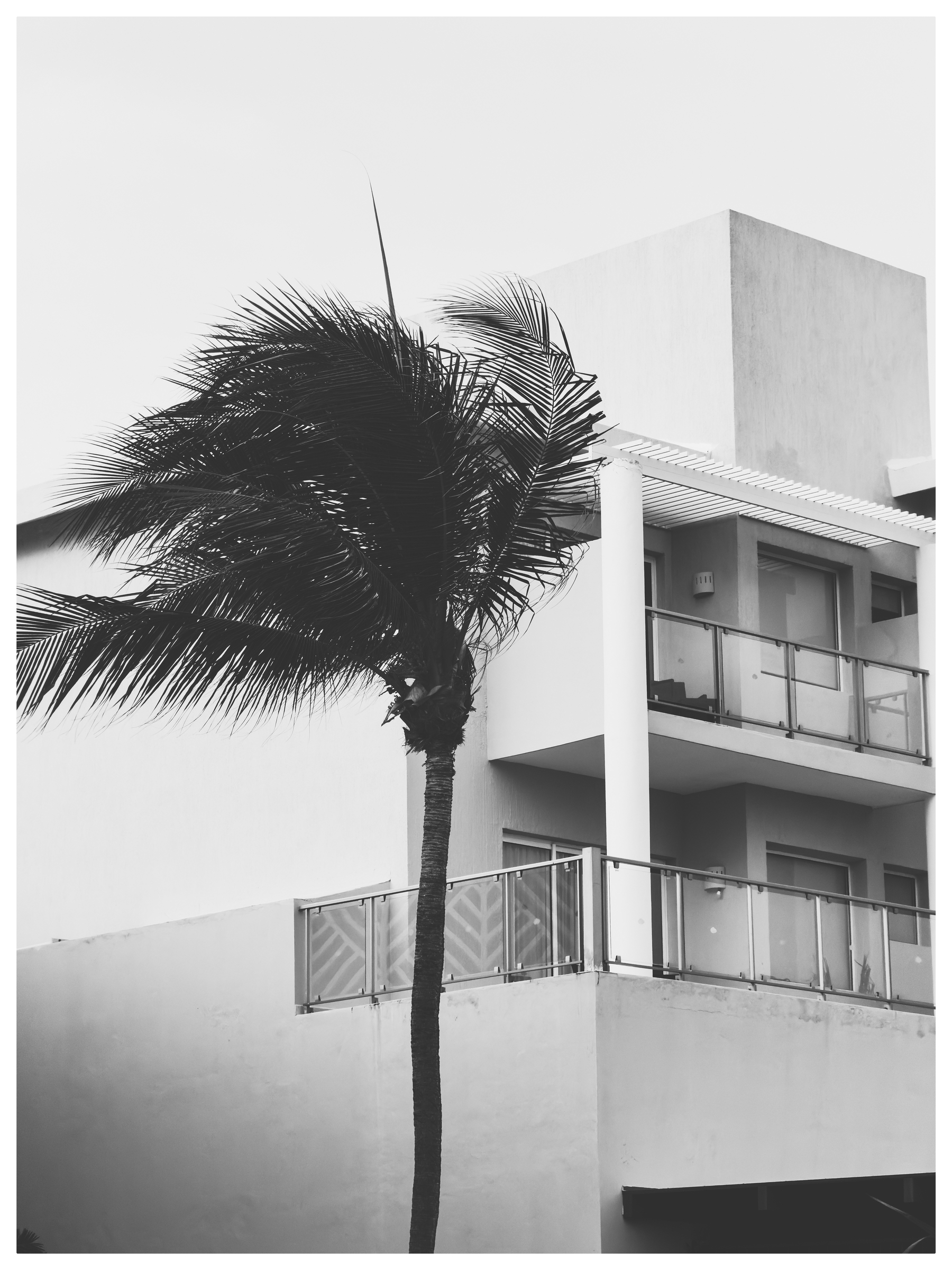 A black-and-white photo features a modern building with balconies and a wind-blown palm tree in the foreground.