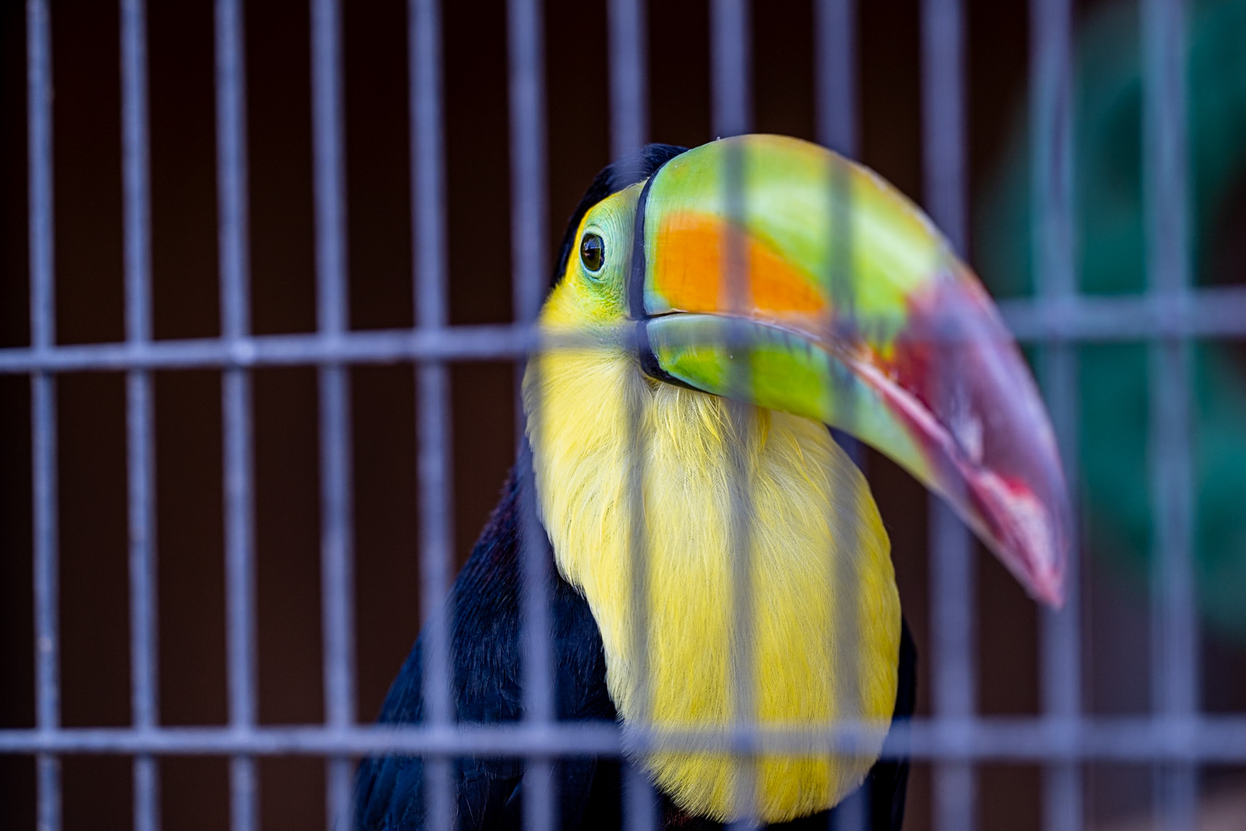 Auto-generated description: A toucan with a large colorful beak is seen behind the bars of a cage.