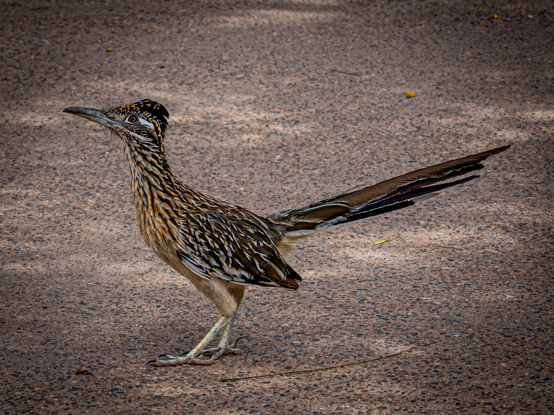 A roadrunner is standing on a gravel surface, showcasing its long tail and distinctive plumage.