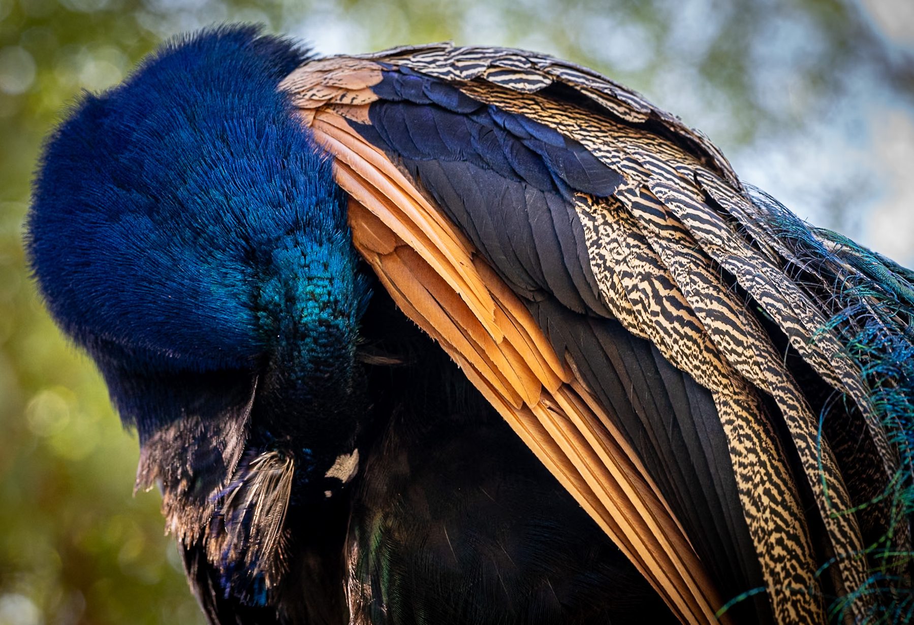 Auto-generated description: A vibrant peacock is seen preening its feathers against a softly blurred natural background.
