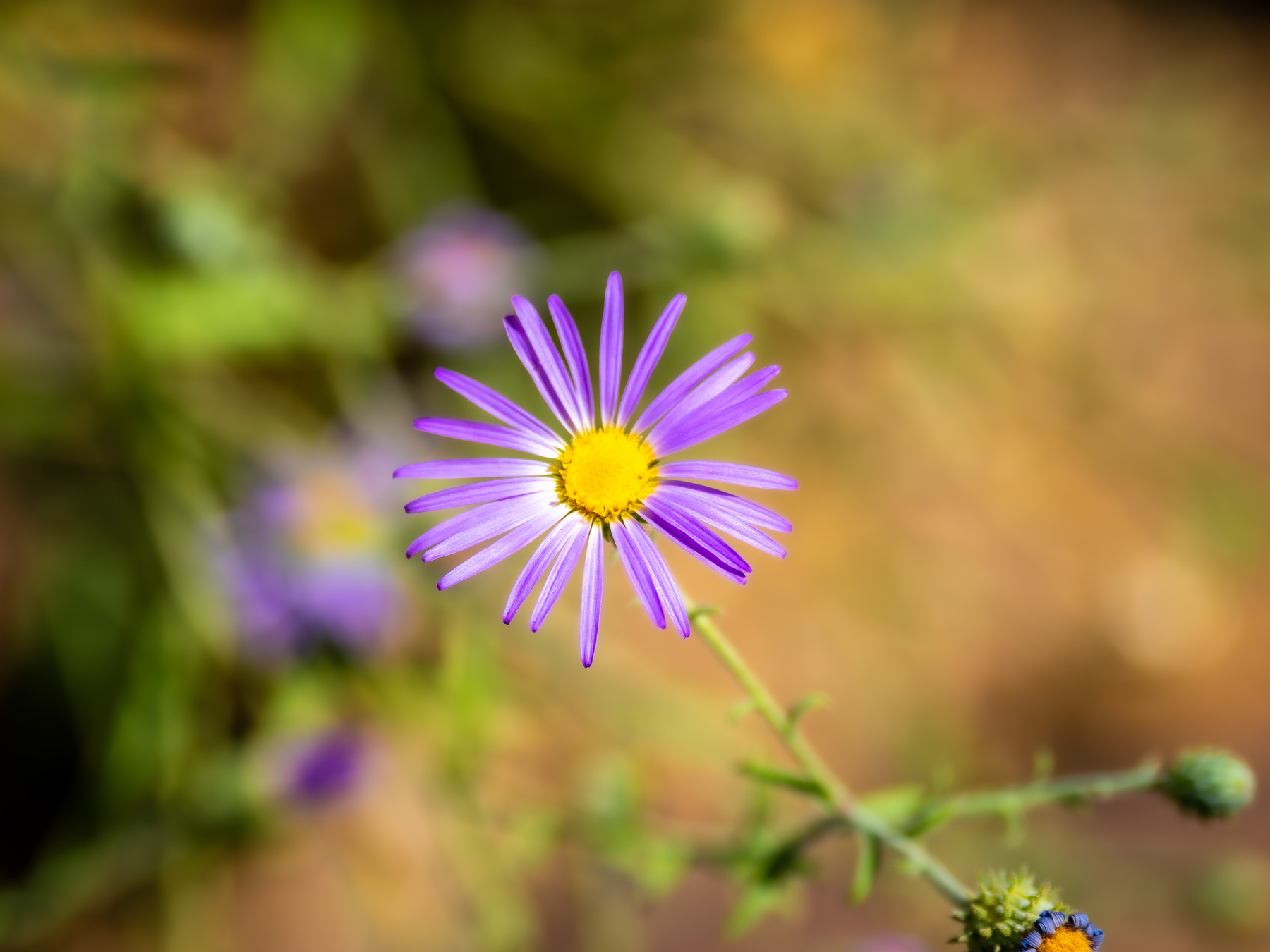 Auto-generated description: A purple daisy-like flower with a yellow center is in focus against a blurred background.
