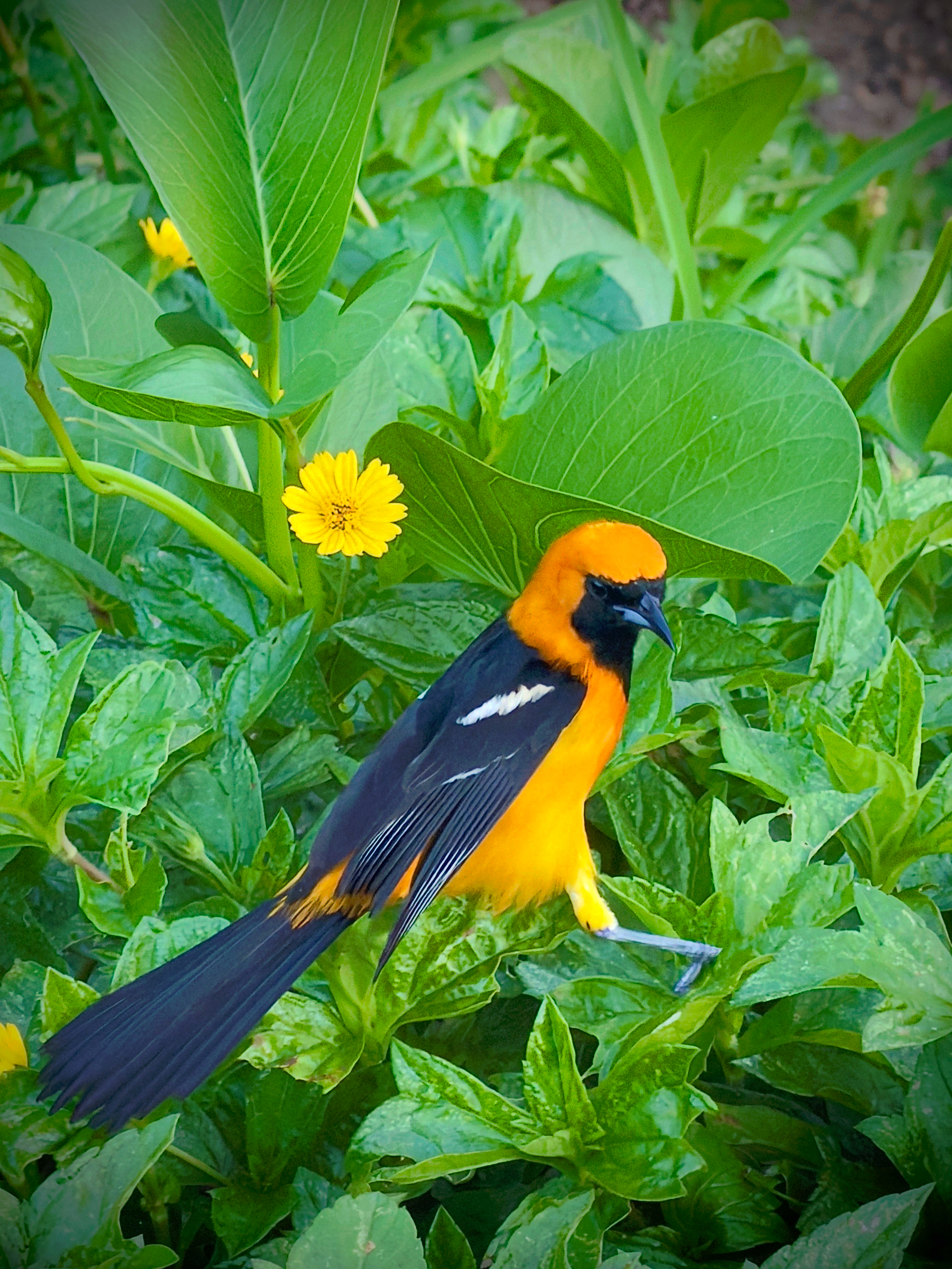 Auto-generated description: A vibrant orange and black bird with a long tail perches among lush green leaves and small yellow flowers.