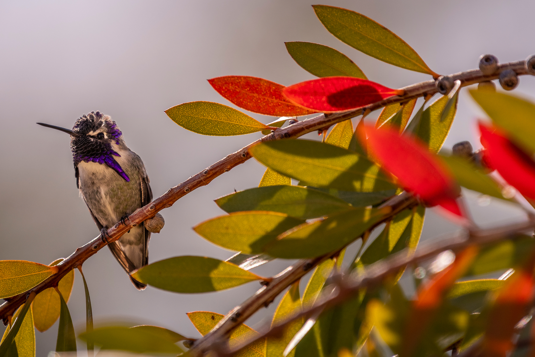 Auto-generated description: A small hummingbird with vibrant purple markings perches on a branch adorned with red and green leaves.