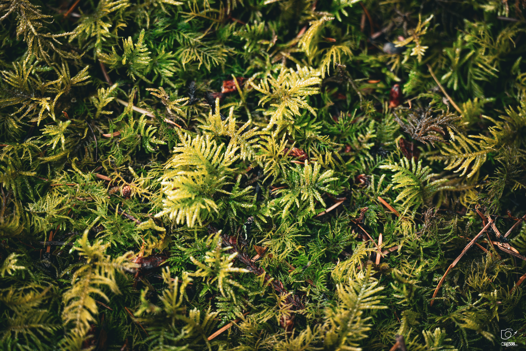 Auto-generated description: A close-up view of green moss growing densely on the ground.