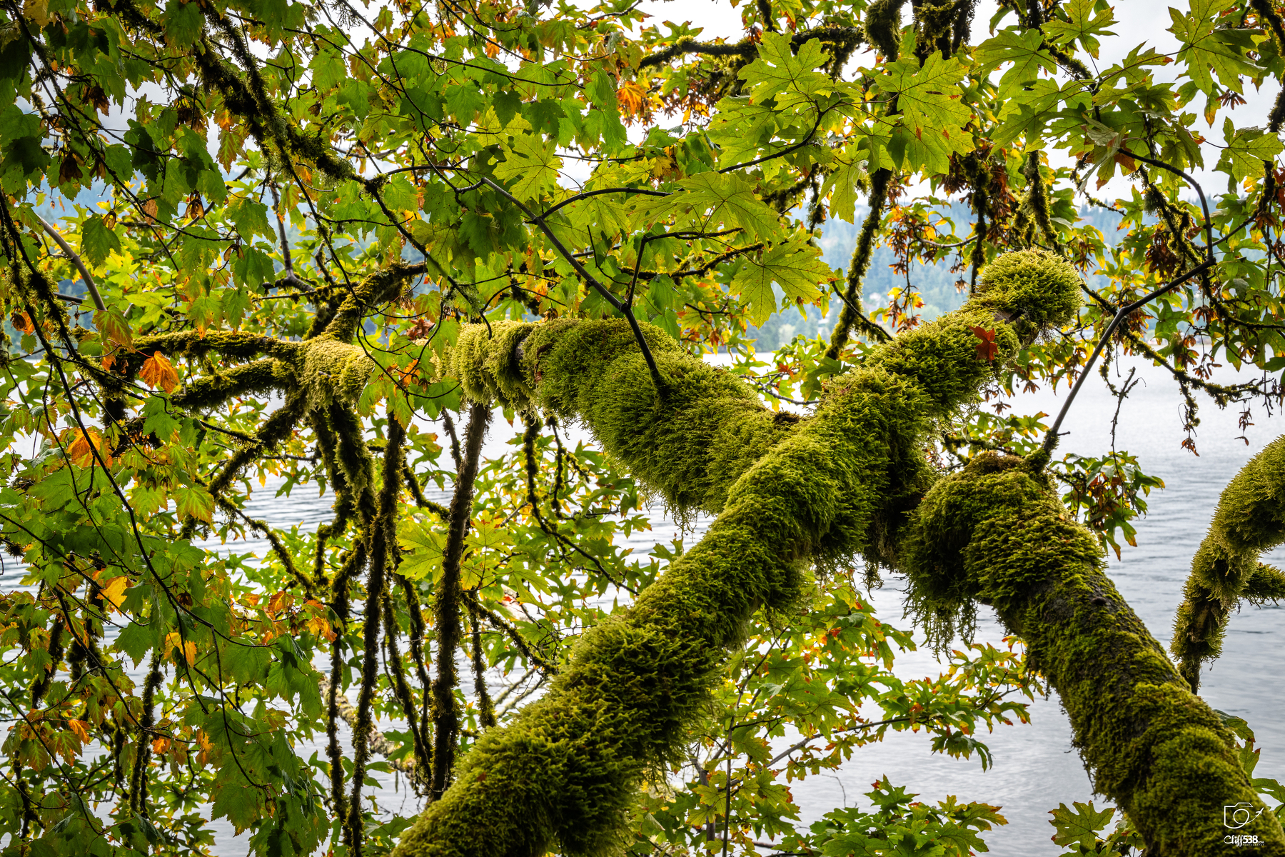 Auto-generated description: Green moss covers the branches of a tree with leaves, overlooking a body of water in the background.