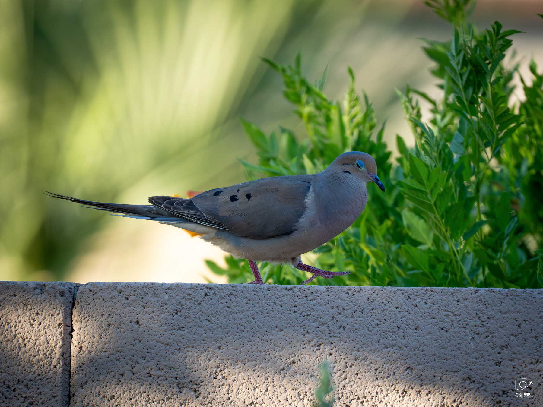 Auto-generated description: A mourning dove stands on a stone wall with green foliage in the background.