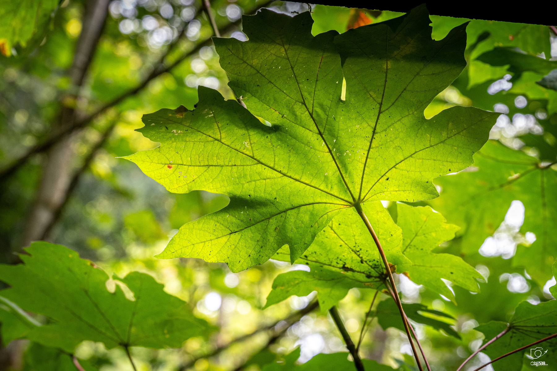 Auto-generated description: A vibrant green leaf is illuminated by sunlight filtering through the surrounding forest foliage.