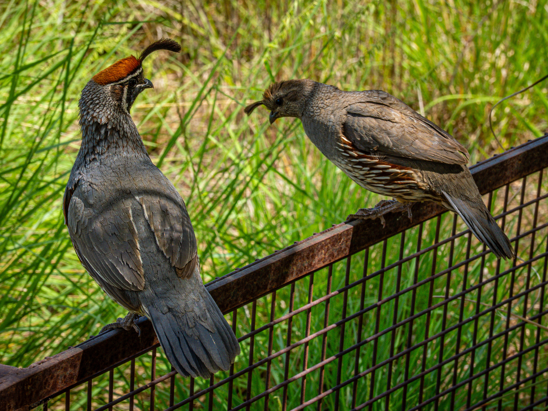 Auto-generated description: Two quails with distinctive head plumes are perched on a metal fence against a backdrop of green grass.