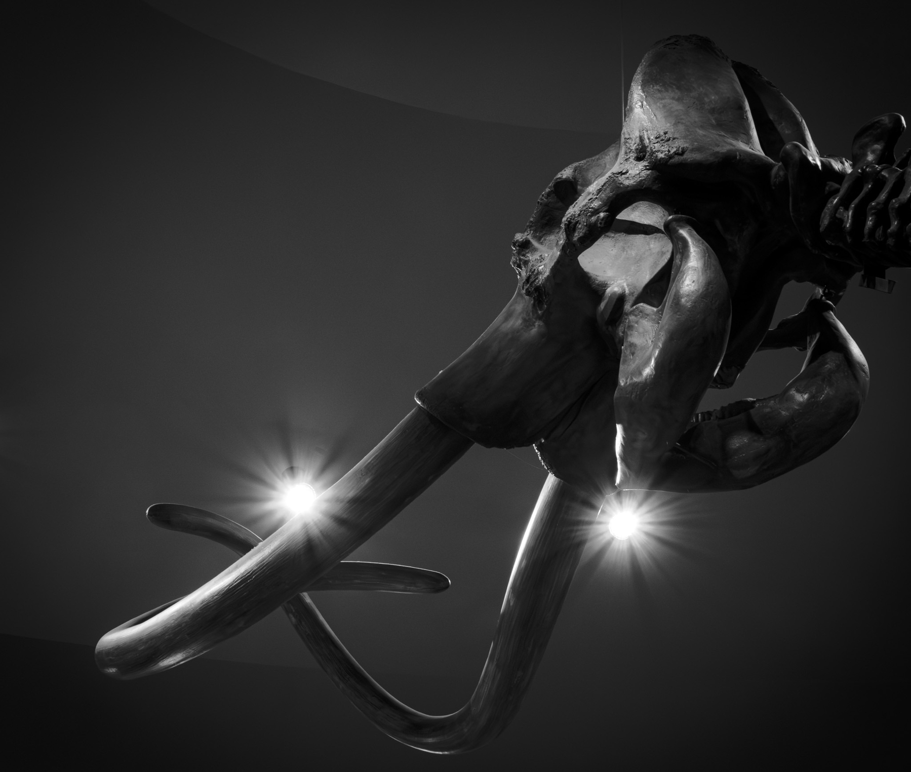 Auto-generated description: A close-up of a mammoth skeleton's tusks and skull, dramatically lit in black and white.