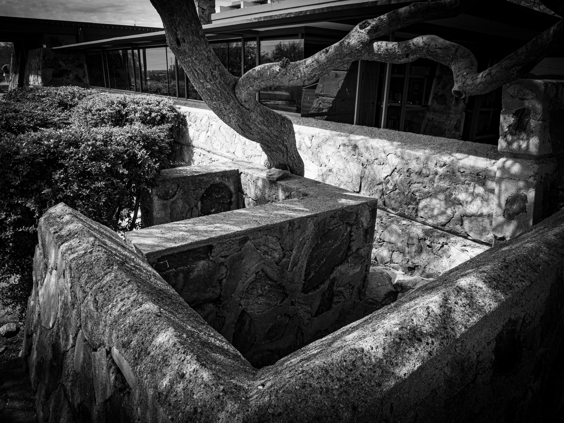 Auto-generated description: A stone-walled outdoor area features a large, twisting tree branch protruding over it, set near a modern glass-fronted building.