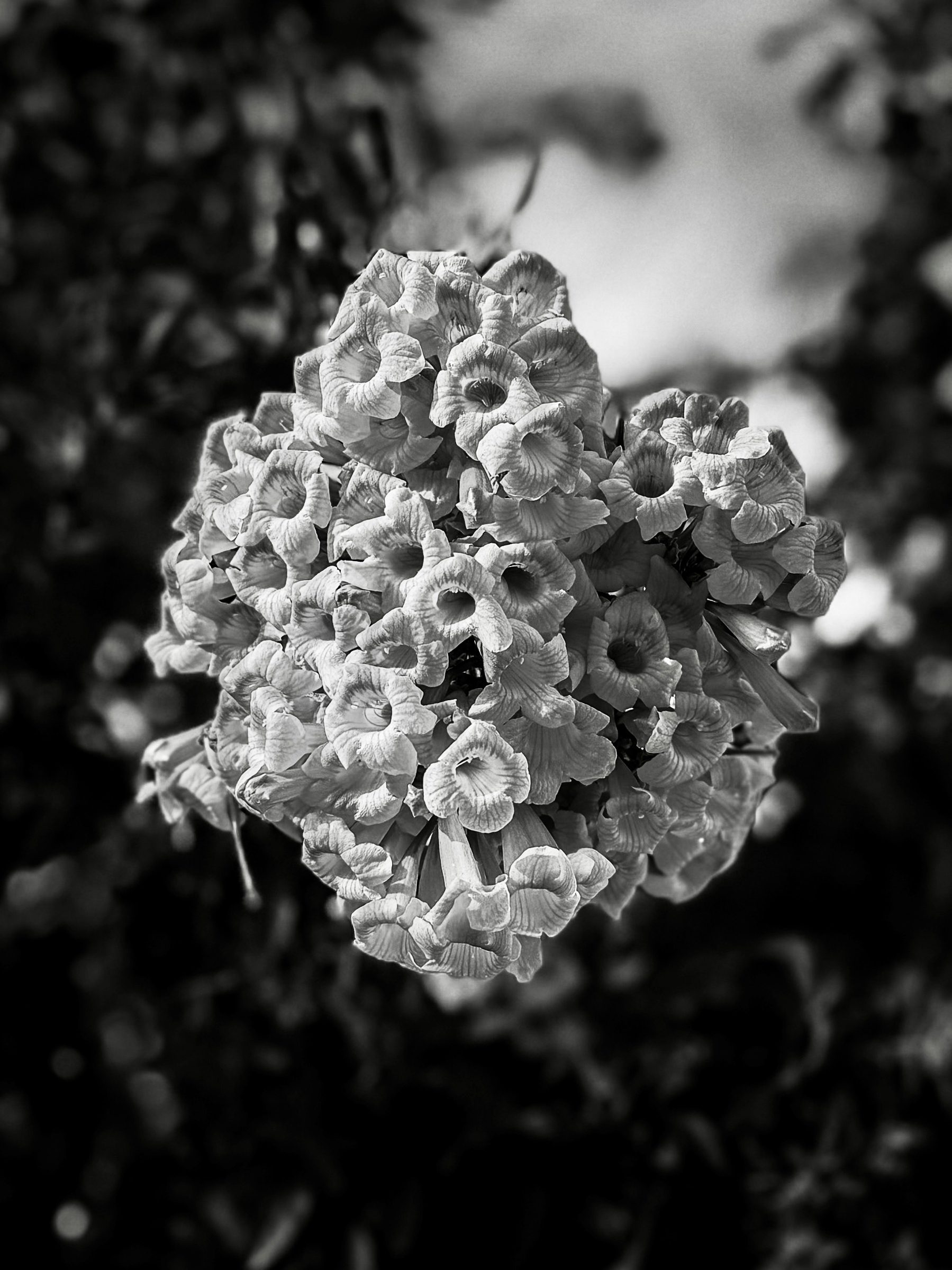 Auto-generated description: A cluster of trumpet-shaped flowers is captured in black and white.