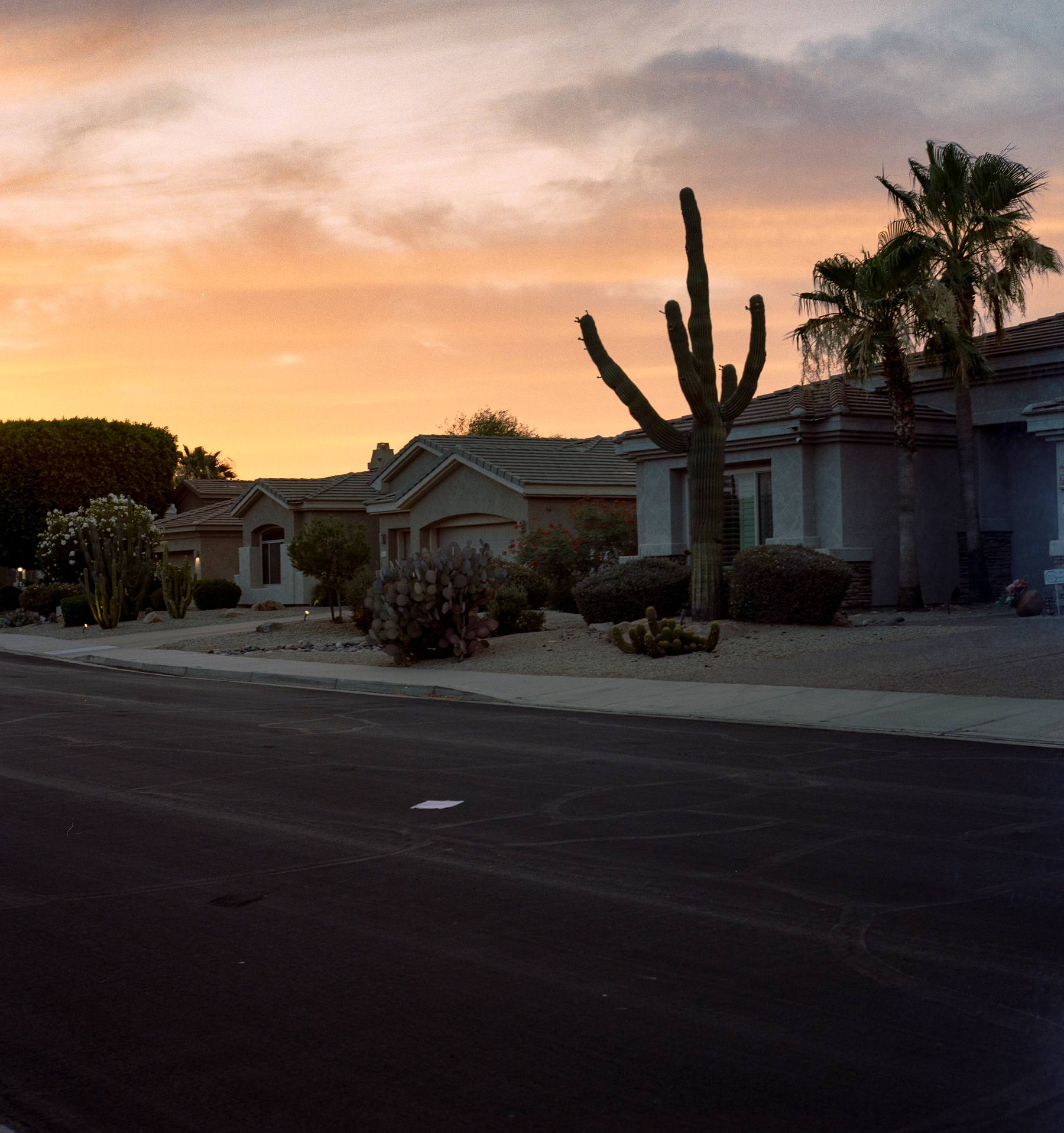 Auto-generated description: A quiet suburban street lined with desert-style houses, palm trees, and large cacti is illuminated by a colorful sunset sky.