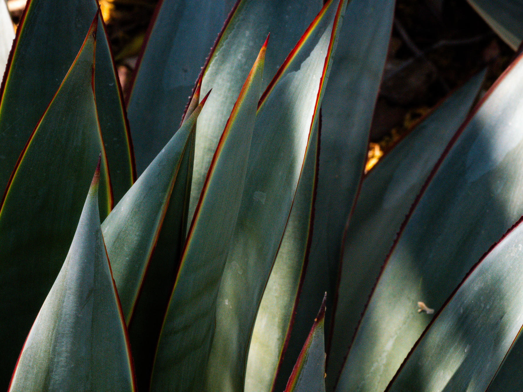 Auto-generated description: Pointed, blue-green agave leaves with red-tinged edges are clustered together.
