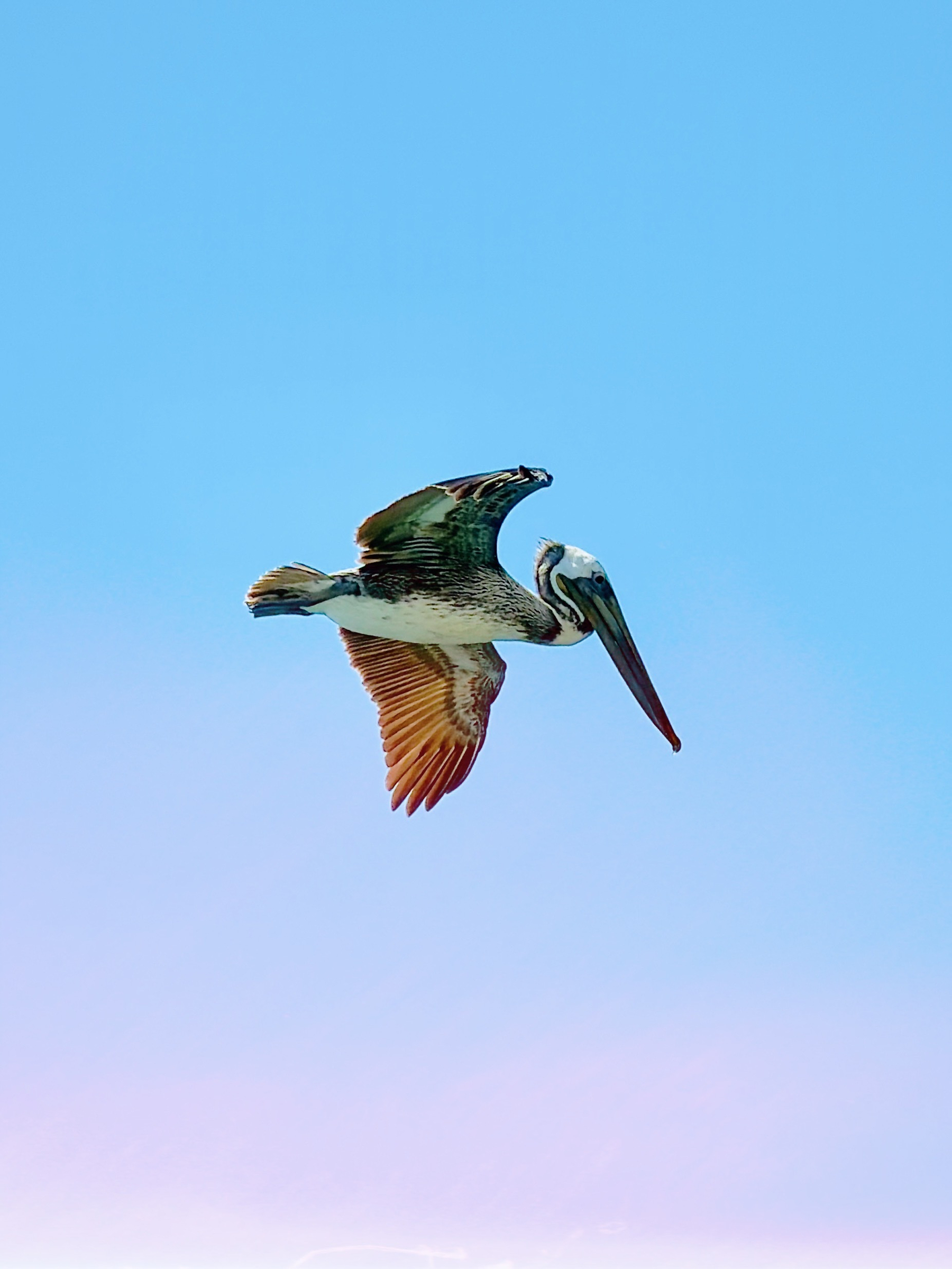 Auto-generated description: A pelican is soaring through a clear blue sky.