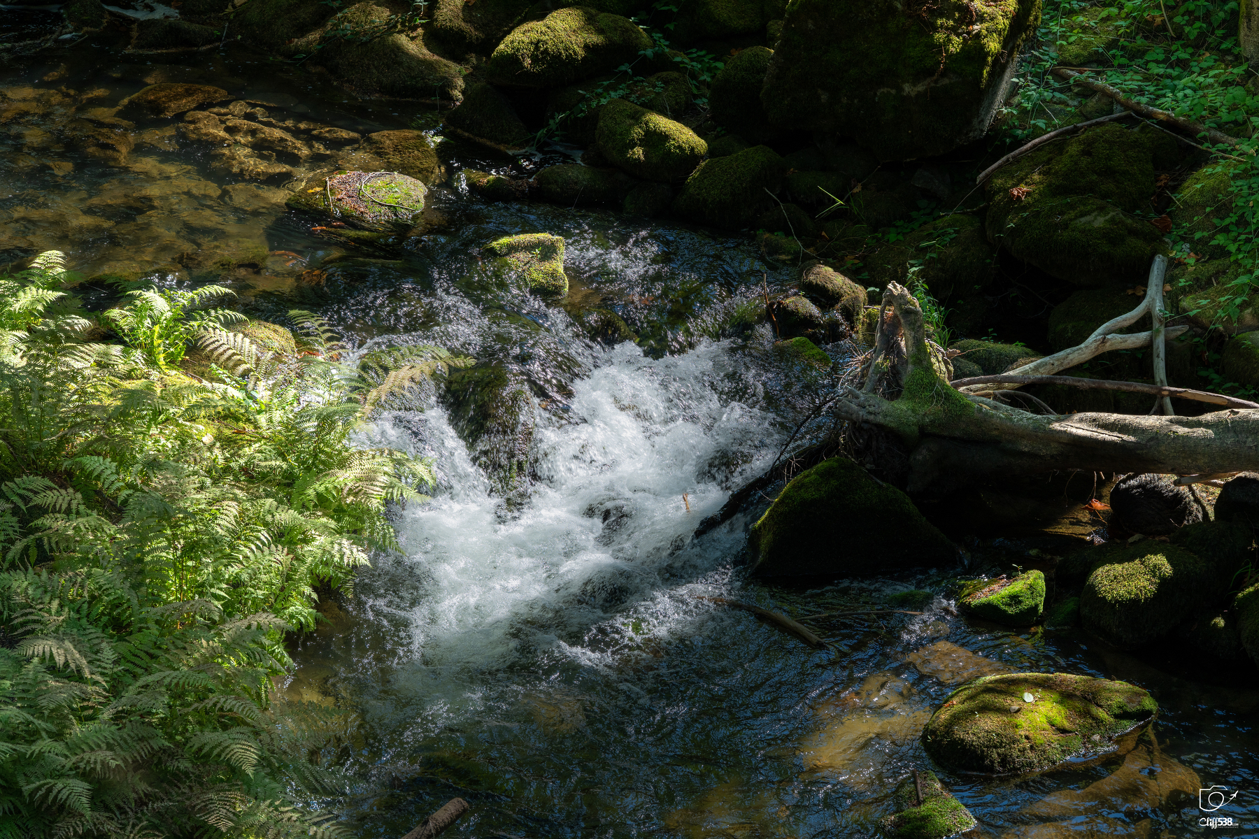 Auto-generated description: A small stream cascades over moss-covered rocks surrounded by lush green ferns and forest vegetation.