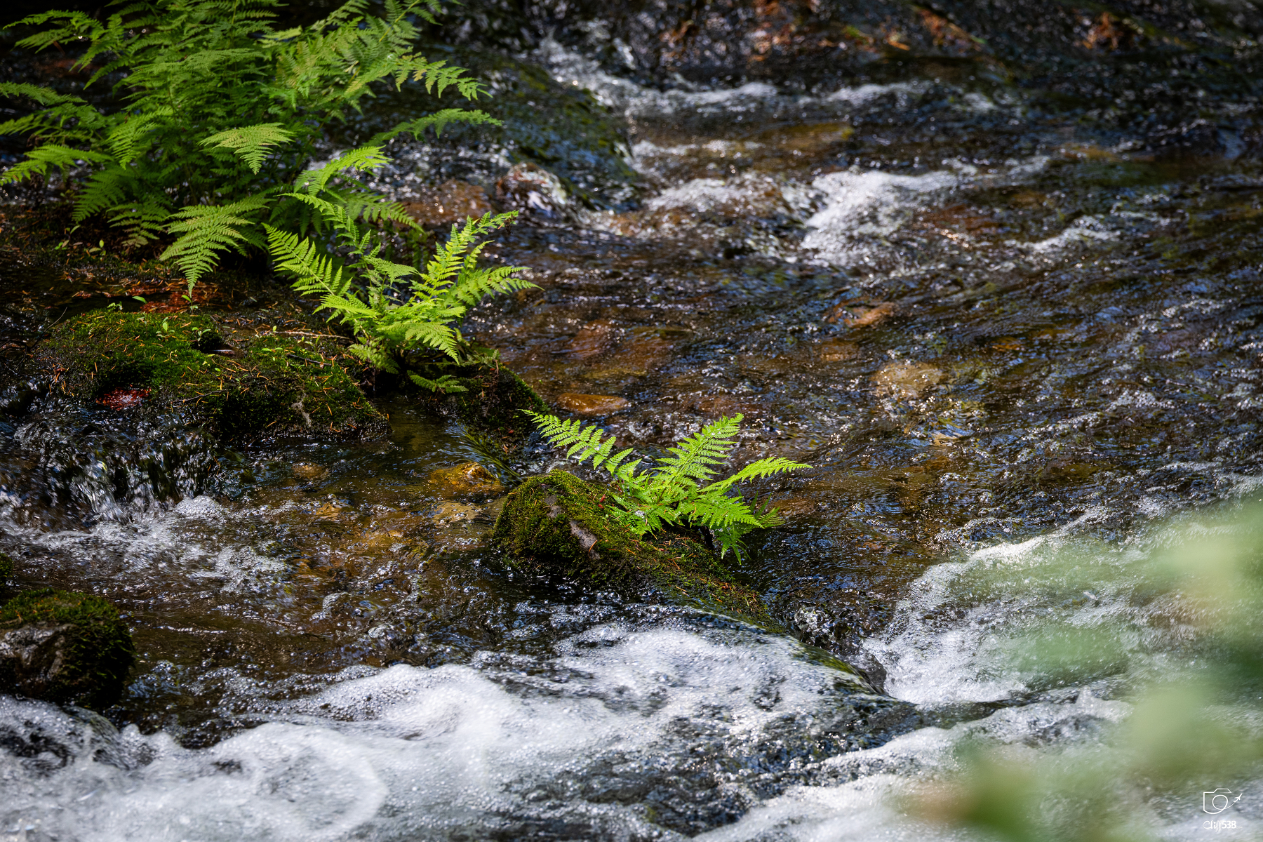 Auto-generated description: A gentle stream flows over rocks with green fern leaves extending over the water.