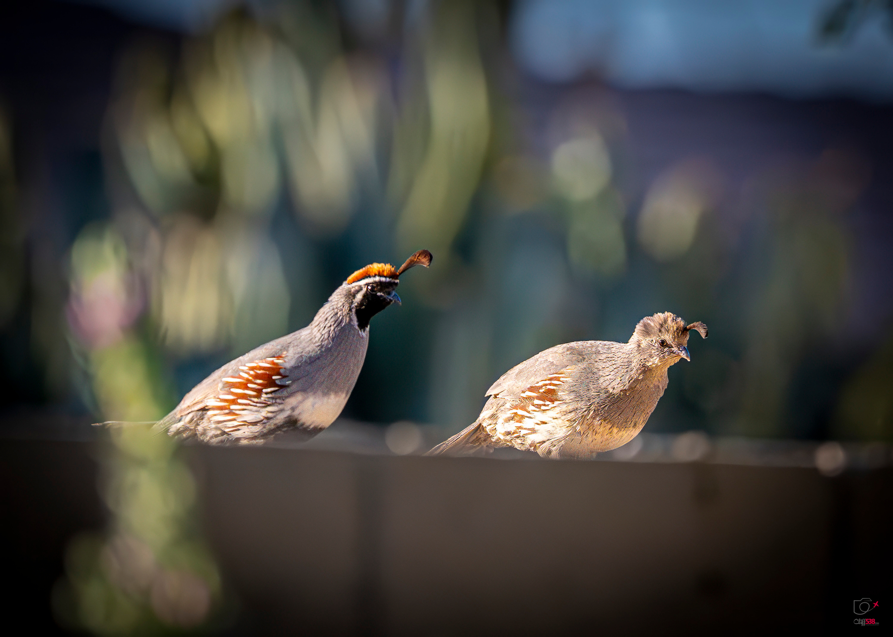 Auto-generated description: Two quails are perched on a horizontal surface with a blurred natural background.