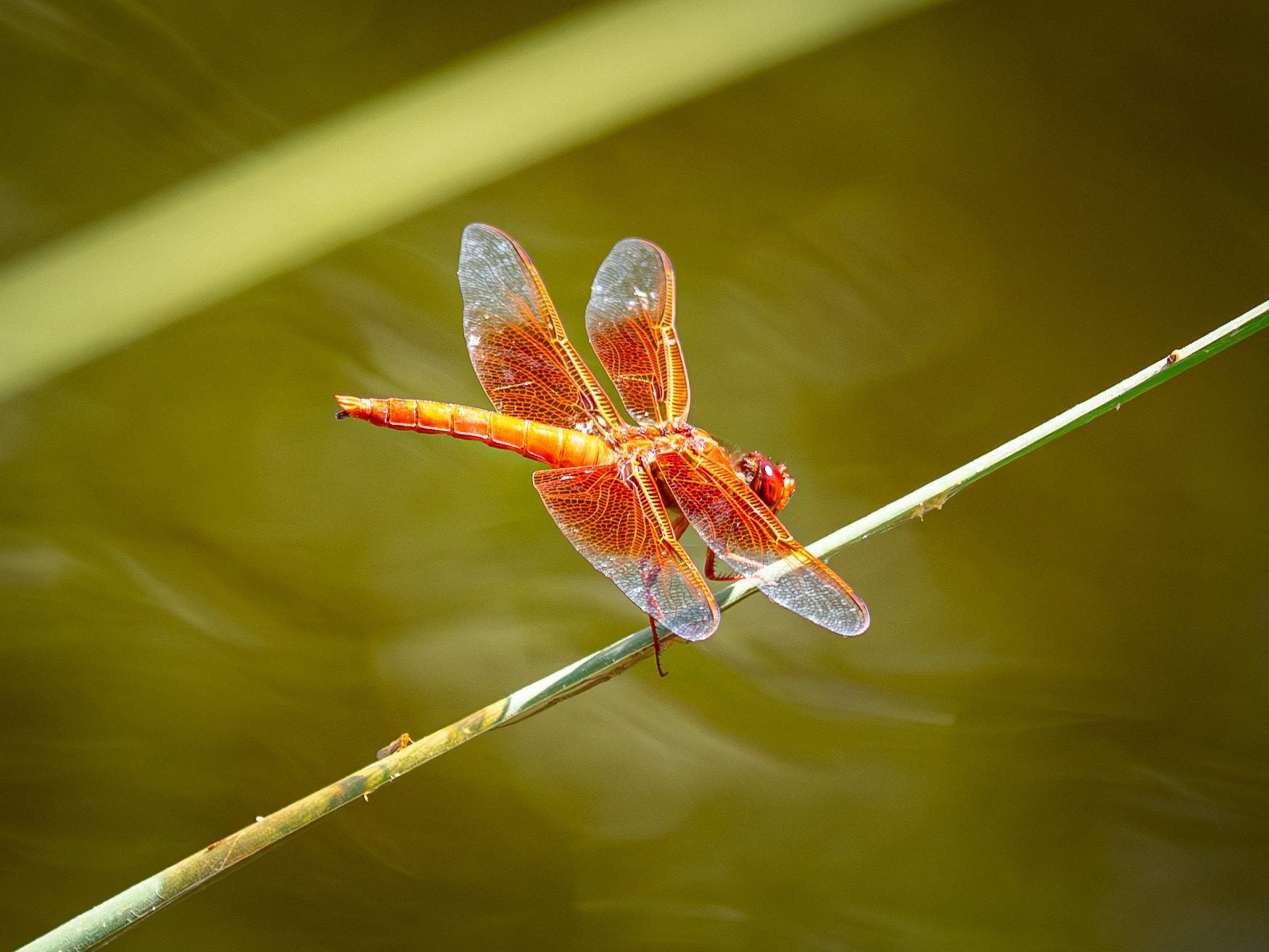 Flame Skinner Dragonfly